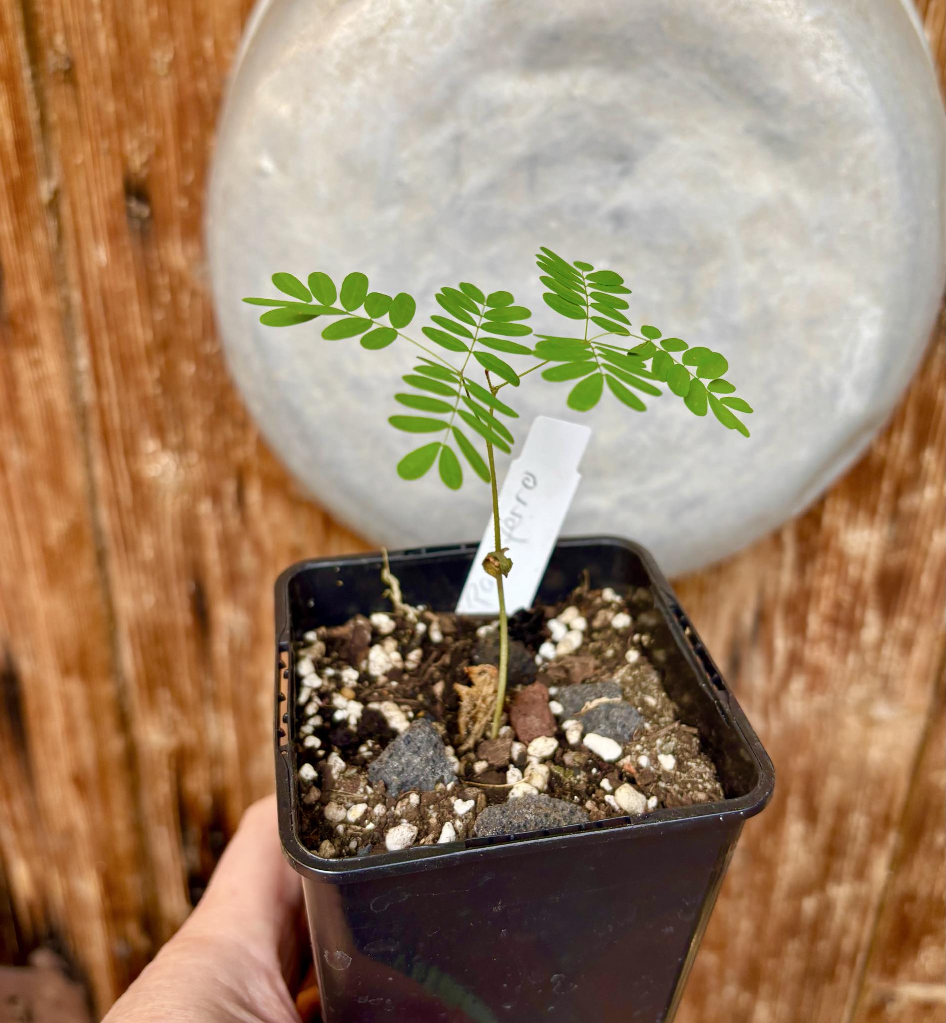 Pau ferro - Rosewood - Machaerium scleroxylon -  1 small potted seedling / 1 kleiner, getopfter Sämling