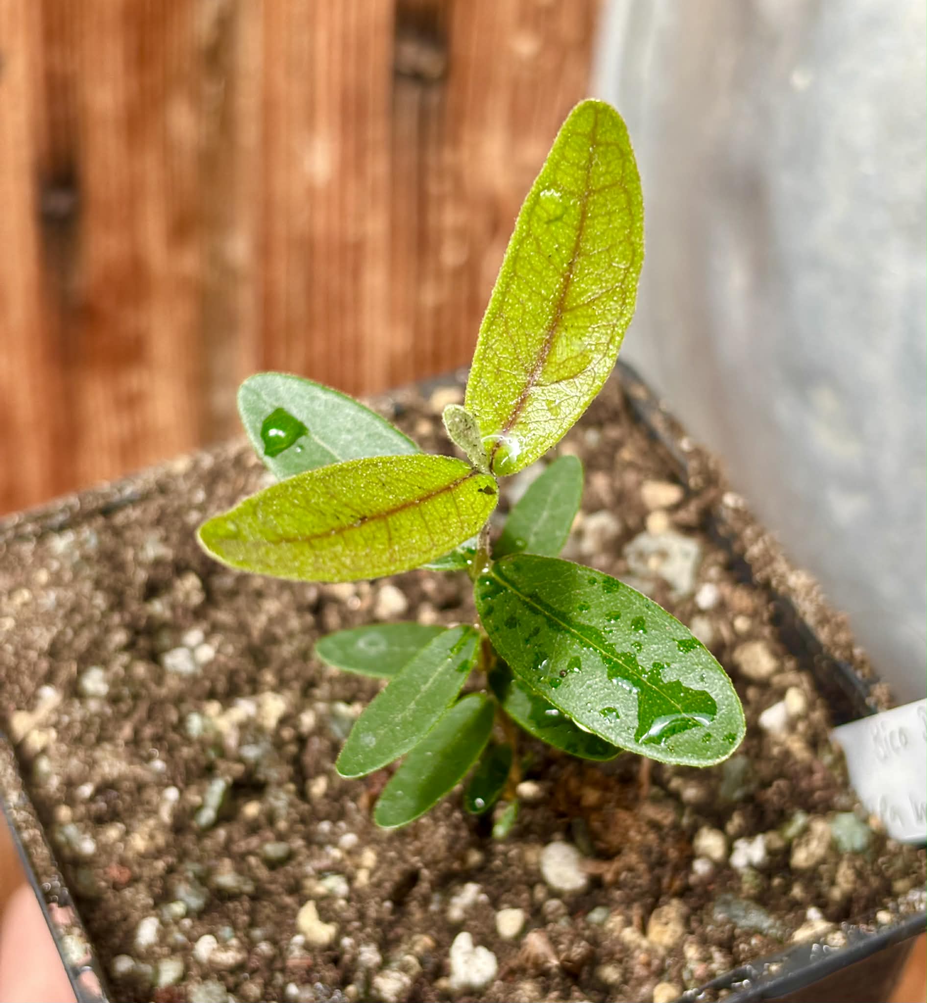 Bico Doce (Algrizea macrochlamys)  - 1 potted plant / 1 getopfte Pflanze