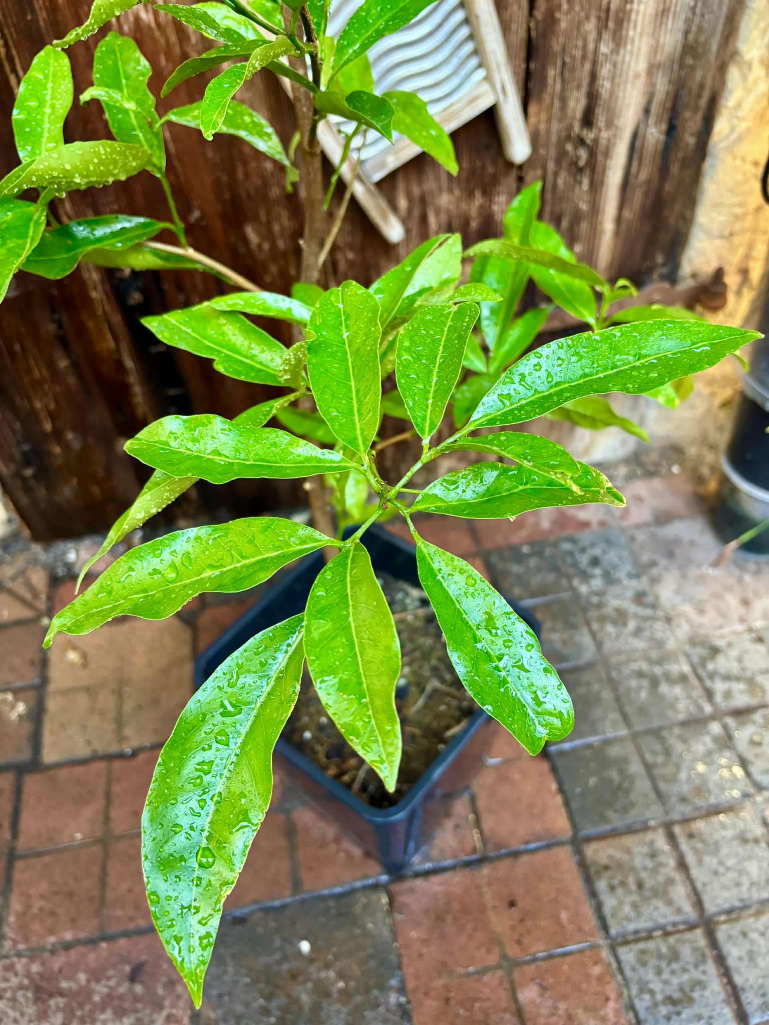 Glycosmis trifoliata - Orangeberry -  1 potted plant / 1 getopfte Pflanze