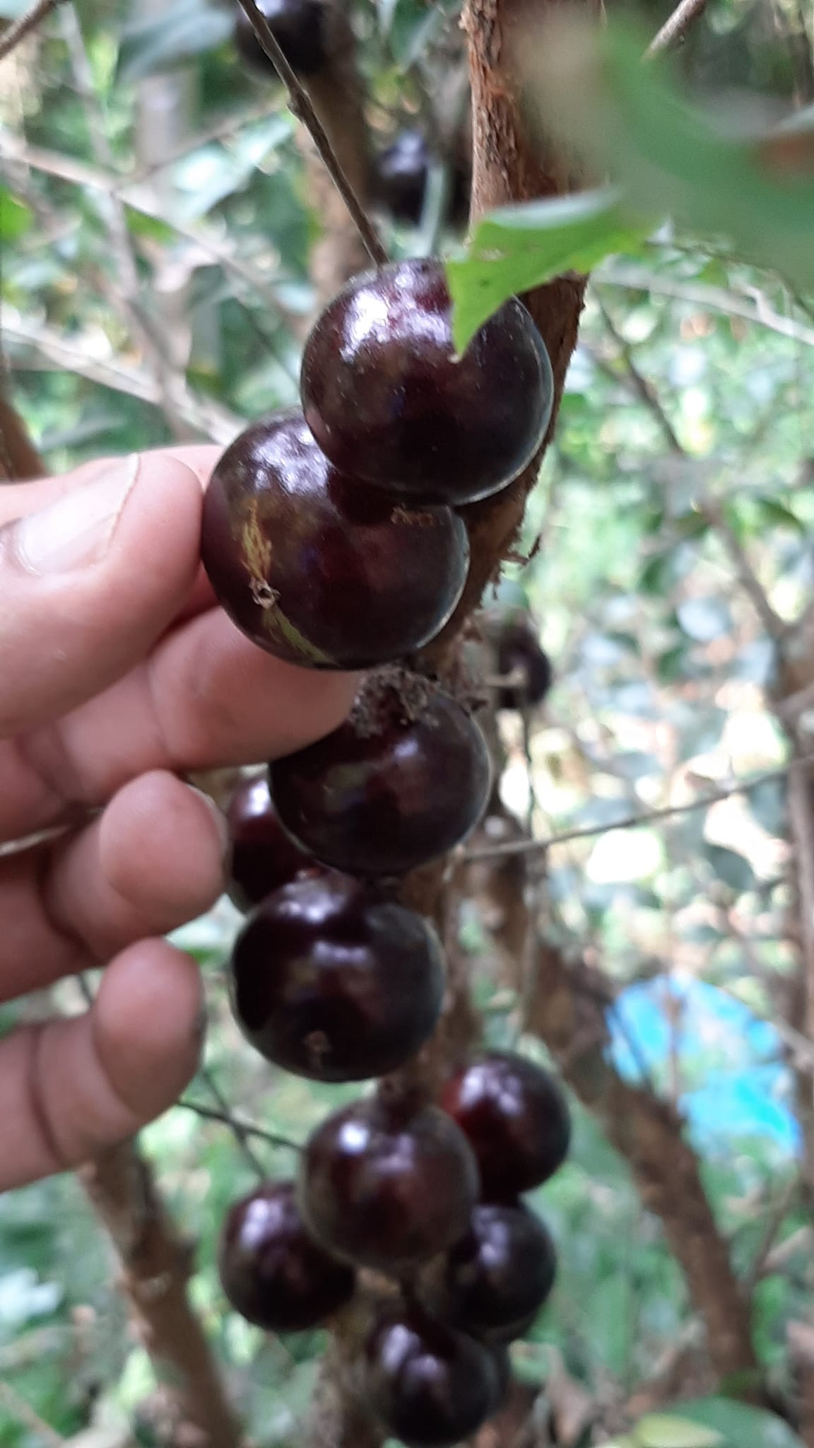 10 years old with flowers - Red Jaboticaba (Plinia cauliflora x P. aureana) - 1 potted plant / 1 getopfte Pflanze