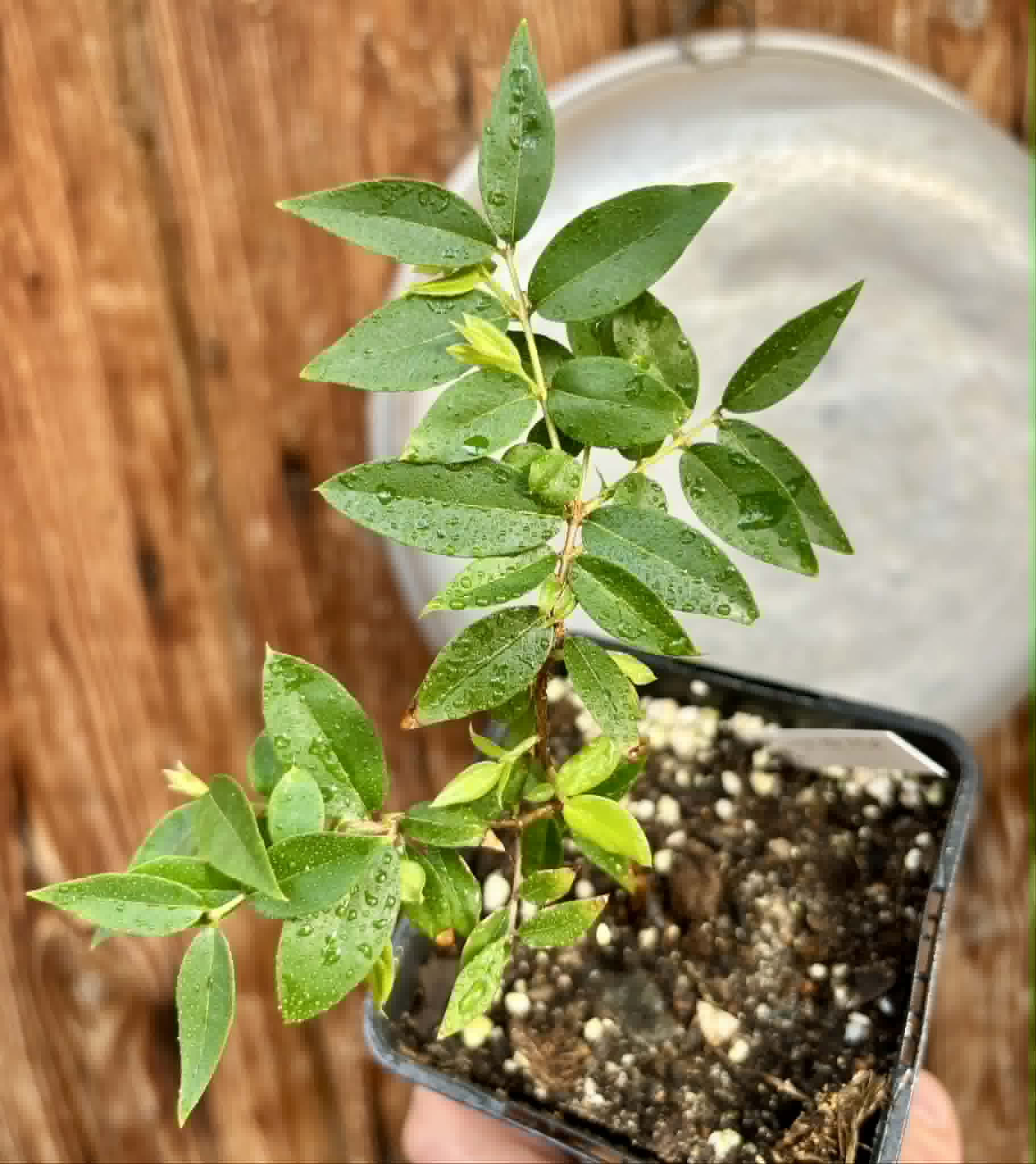 Jaboticaba - Plinia sp Pingo de Mel (Vilela A3) -  1 potted seedling / 1  getopfter Sämling
