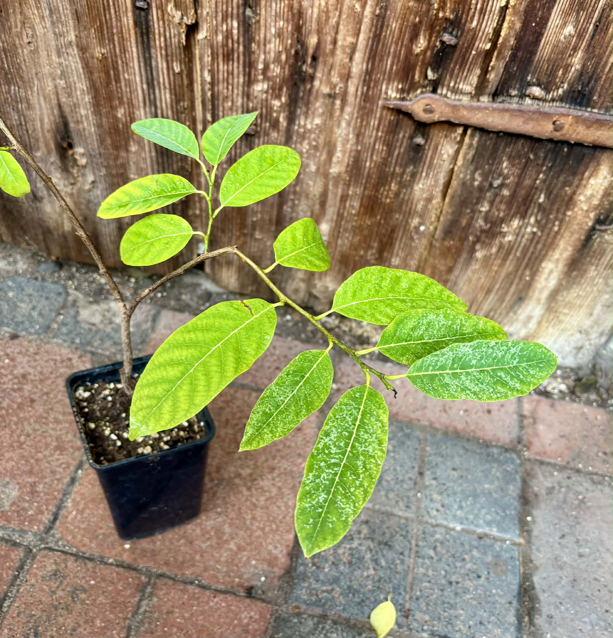 Annona squamosa - 1 potted seedling / 1 getopfter Sämling