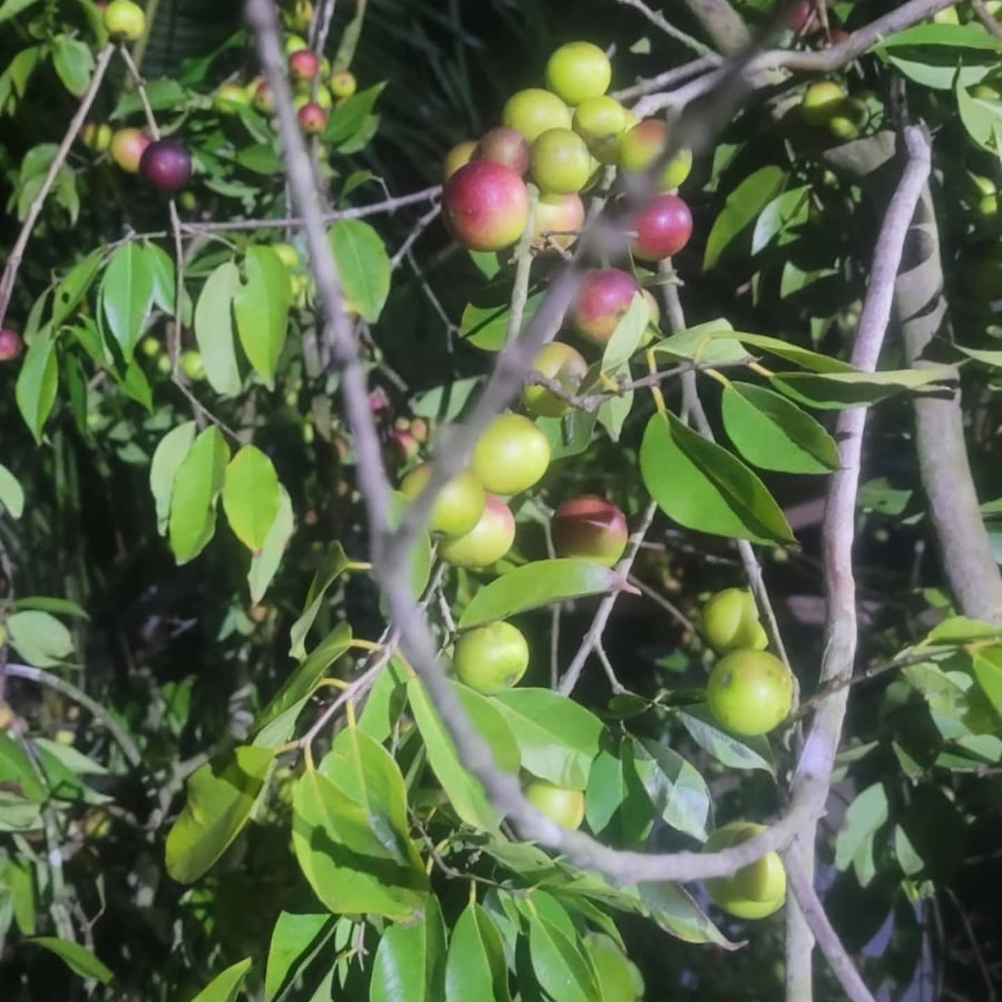 Pre Order - Camu Camu (Myrciaria dubia)  - 1 fresh seed / 1 frischer Samen
