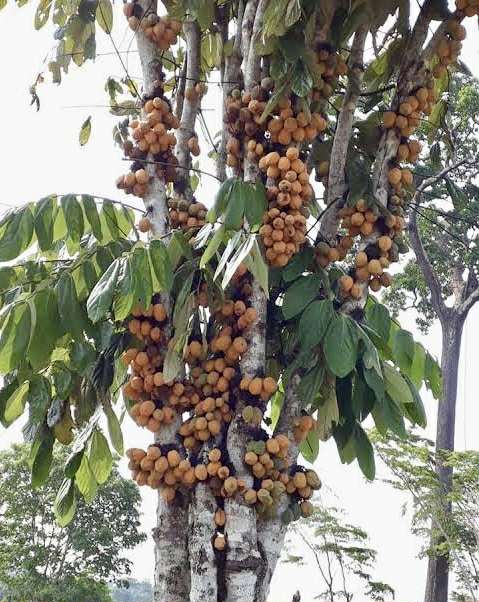 Cacaui (Theobroma speciosum) - 1 fresh seed / 1 frischer Samen