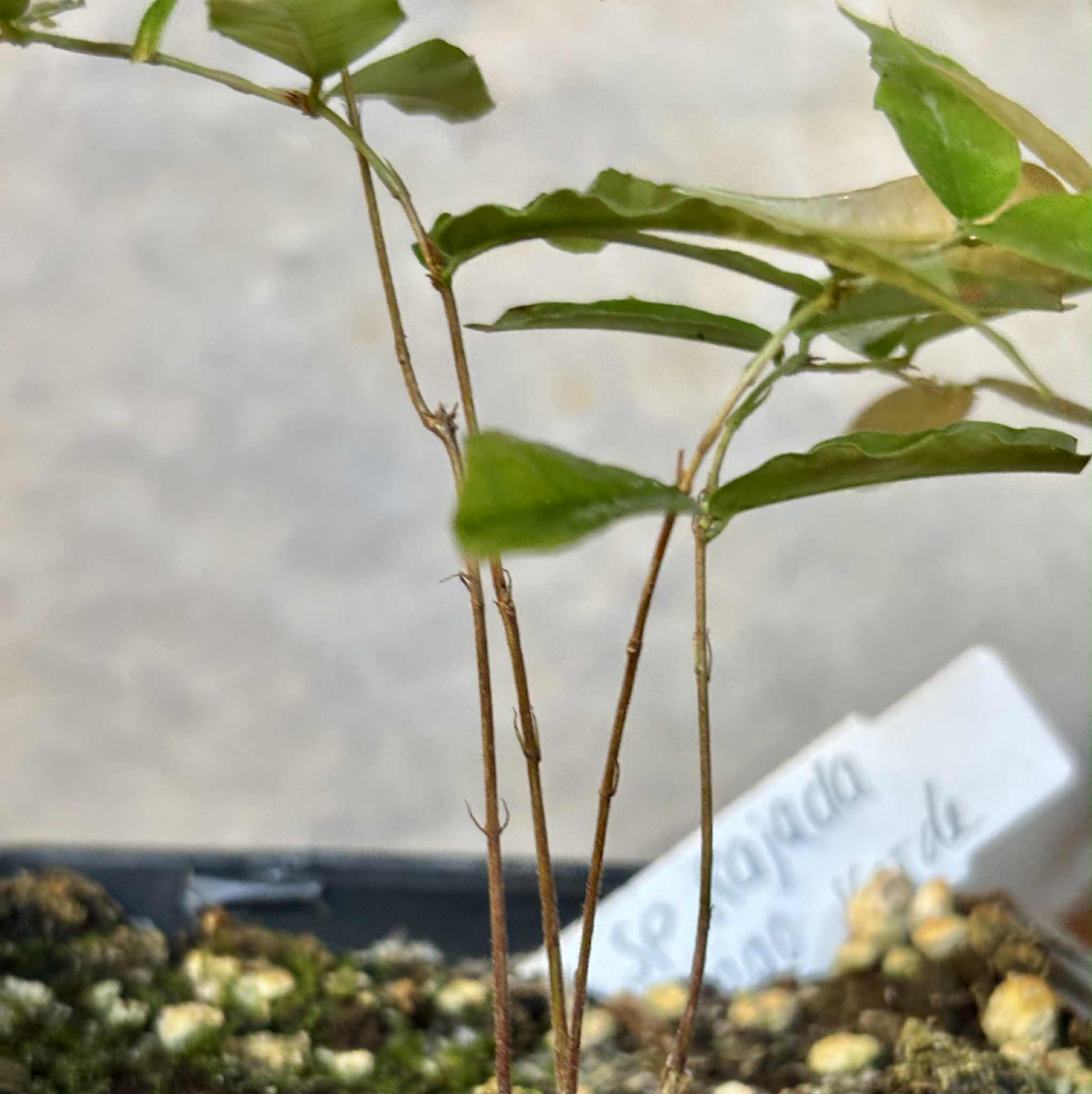  4 from one seed - Jaboticaba - Plinia sp Rajada Cabo longo verde -  1 potted seedling / 1 getopfter Sämling