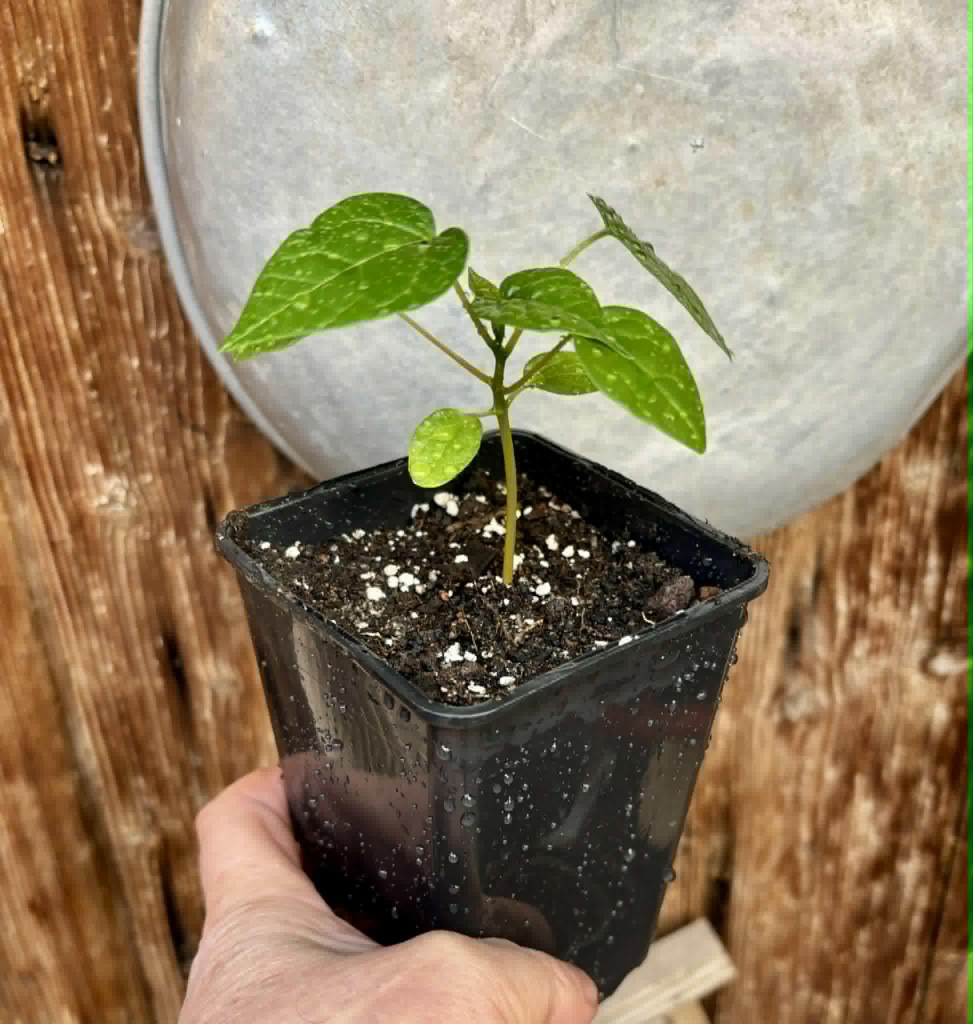 Vasconcellea pubescens - 1 potted seedling / 1 getopfter Sämling