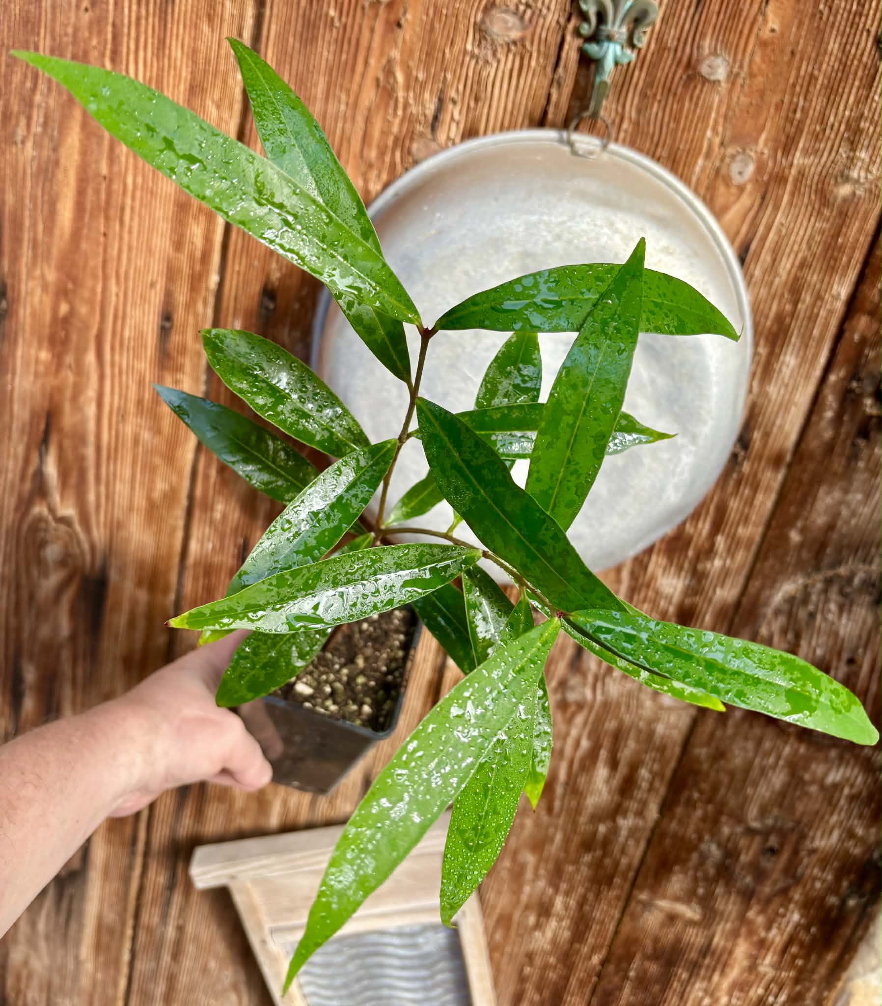 Eugenia sp Jambo da Mata -  1  potted seedling / 1 getopfter Sämling