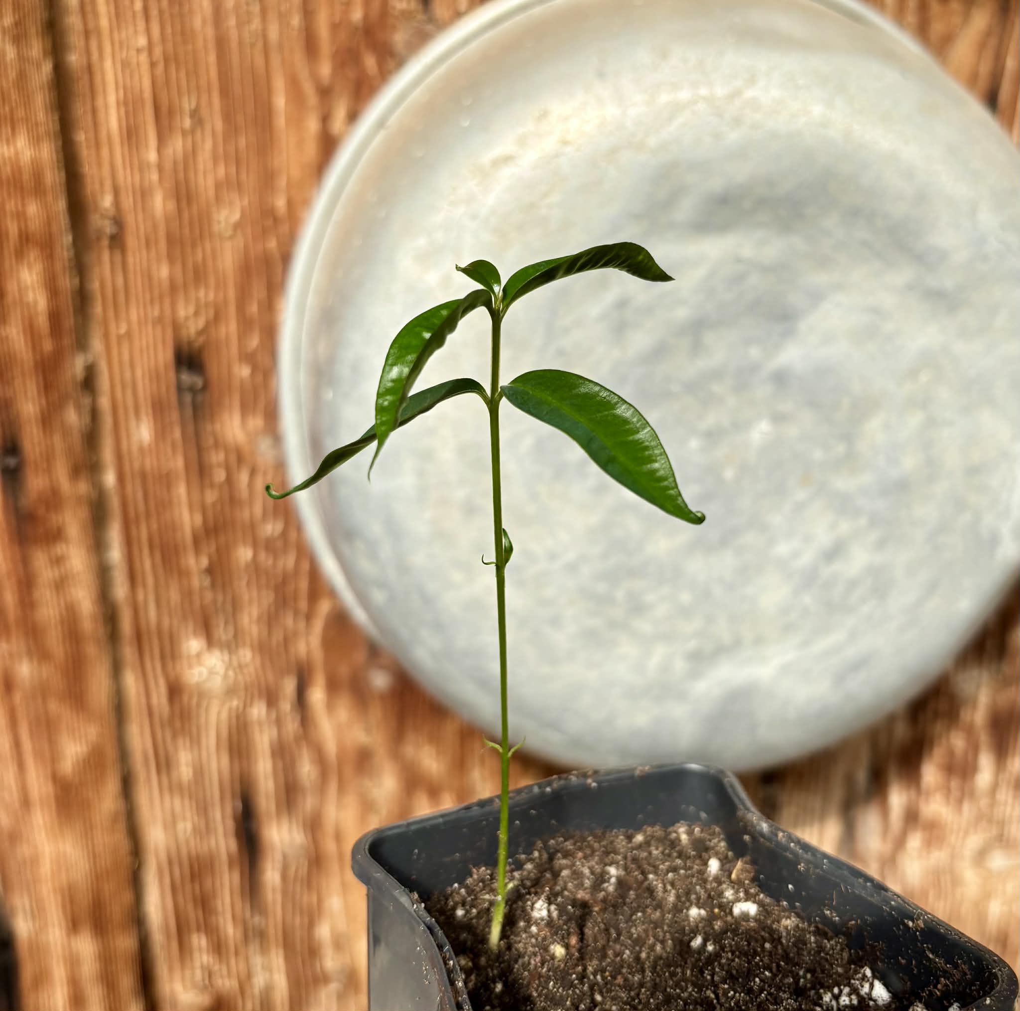 White Rose Apple (Syzygium jambos) - 1 potted plant / 1 getopfte Pflanze