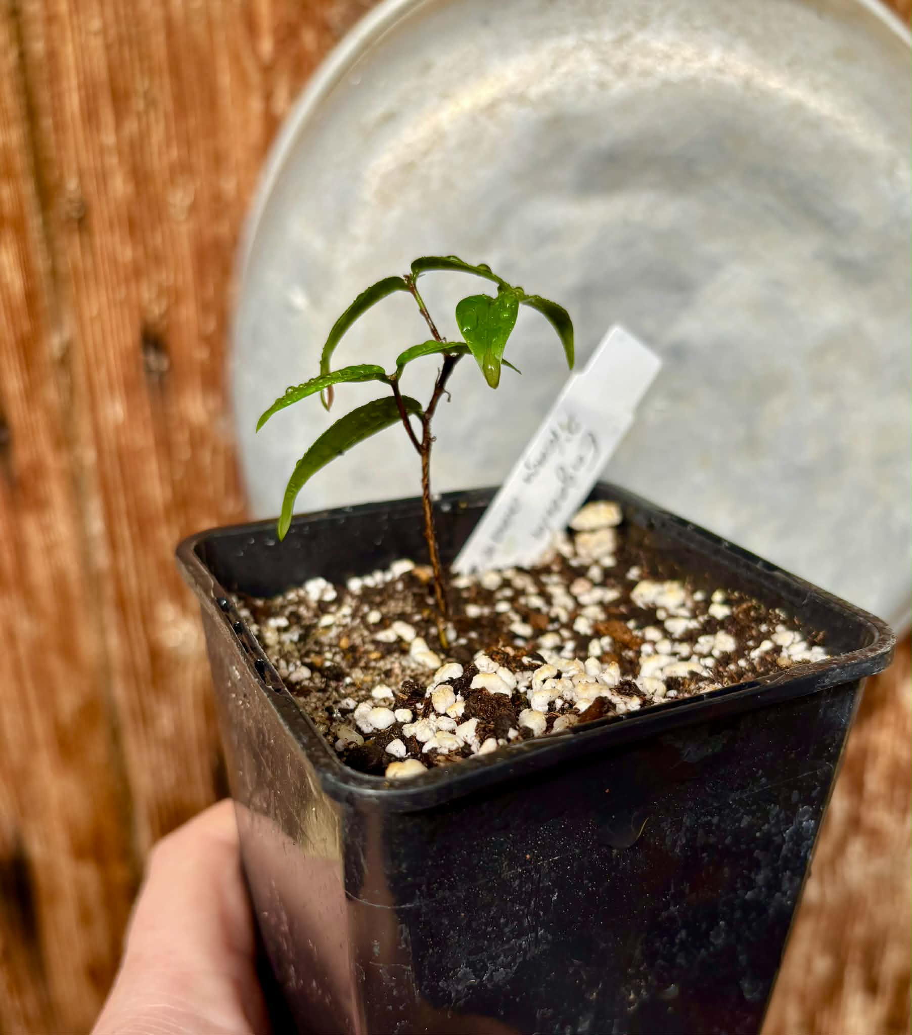 Eugenia sp Pitanga Amarela Redonda - 1 potted plant / 1 getopfte Pflanze