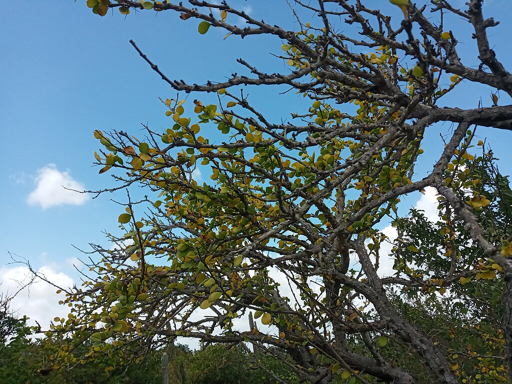 Guamacho (Pereskia guamacho) - Leuenbergeria guamacho - 1 fresh seed / 1 frischer Samen