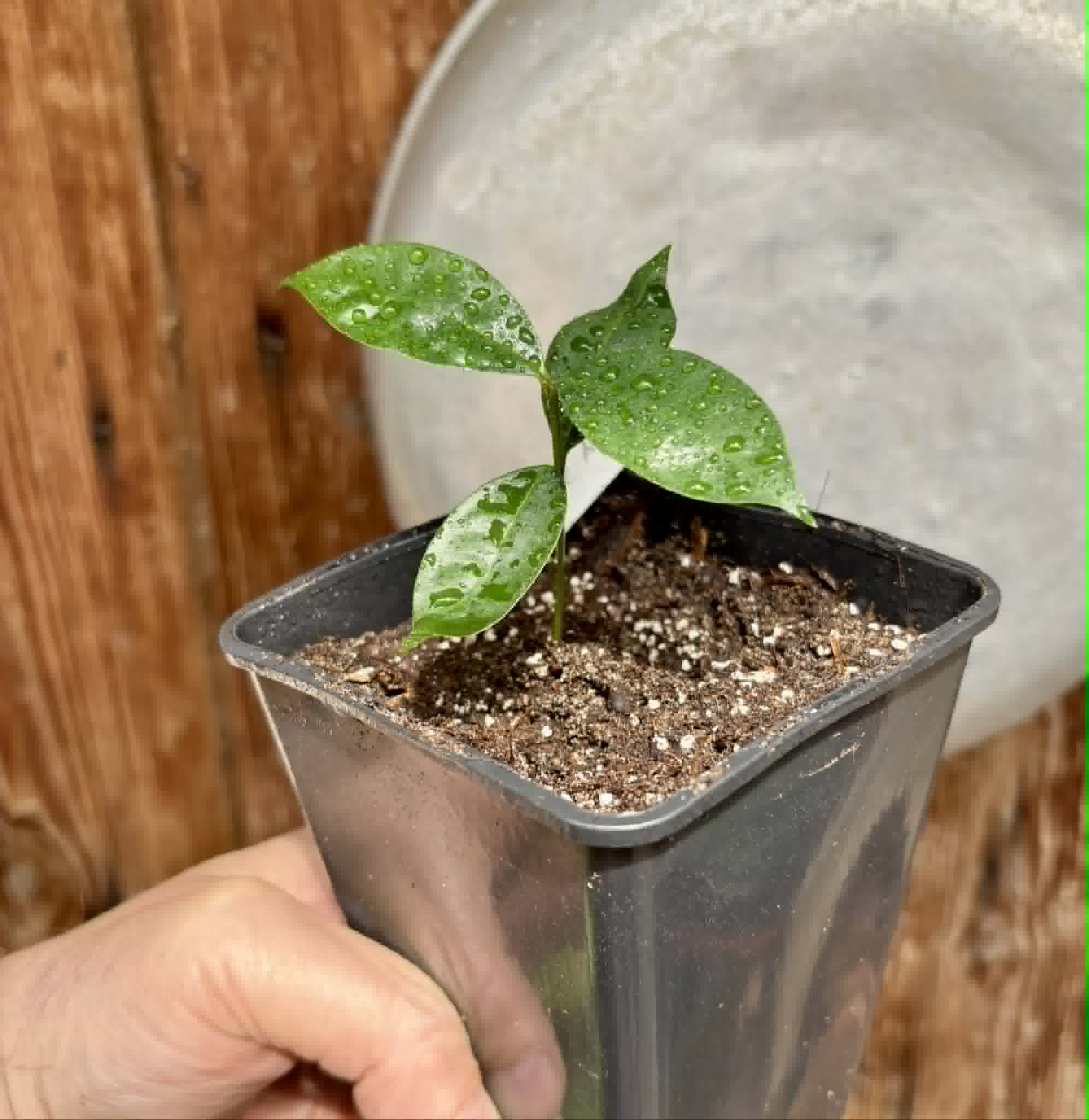 White Rose Apple (Syzygium jambos) - 1 potted seedling / 1 getopfter Sämling