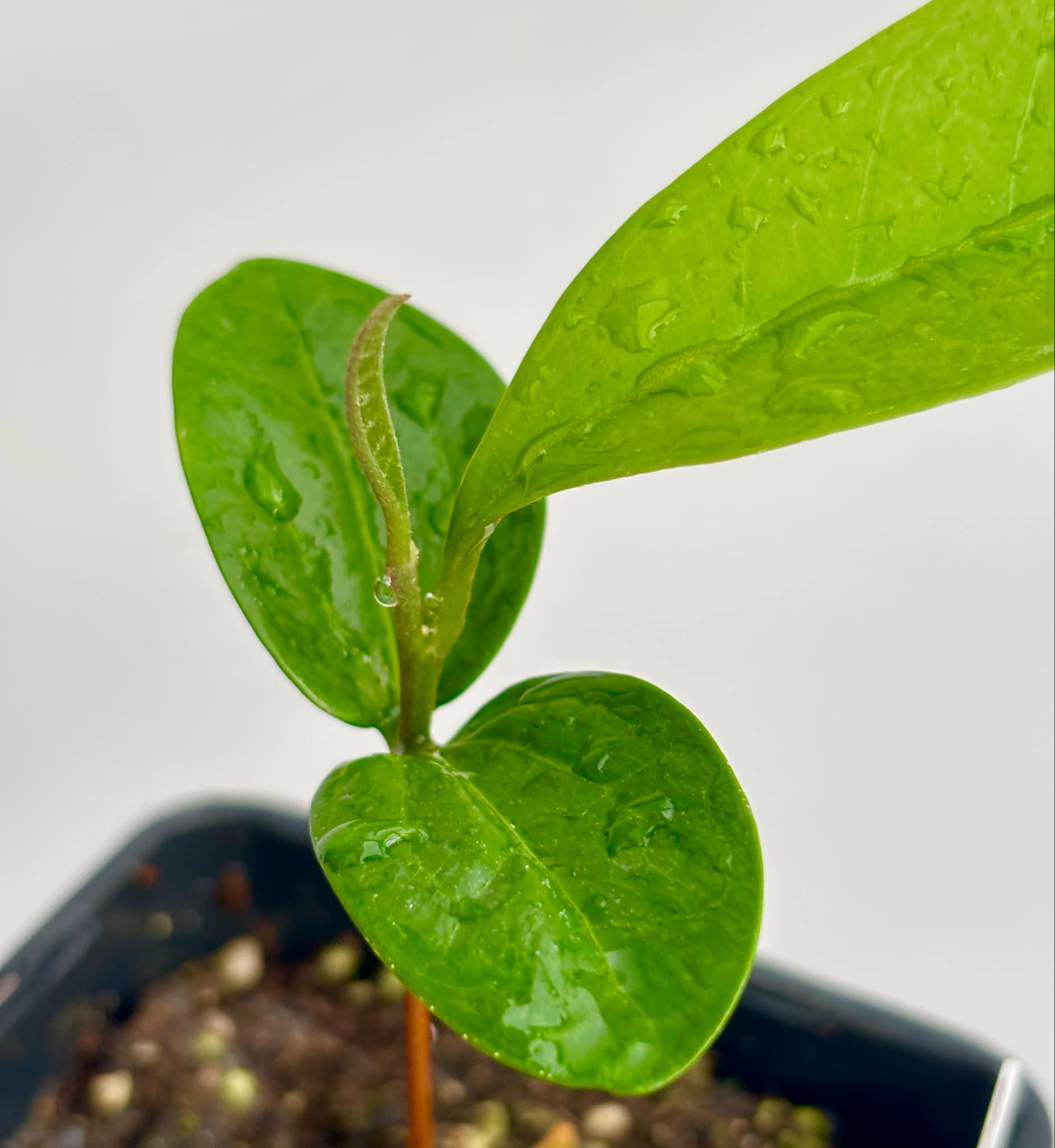 Aquai (Chrysophyllum gonocarpum)  -  1  potted seedling / 1 getopfter Sämling