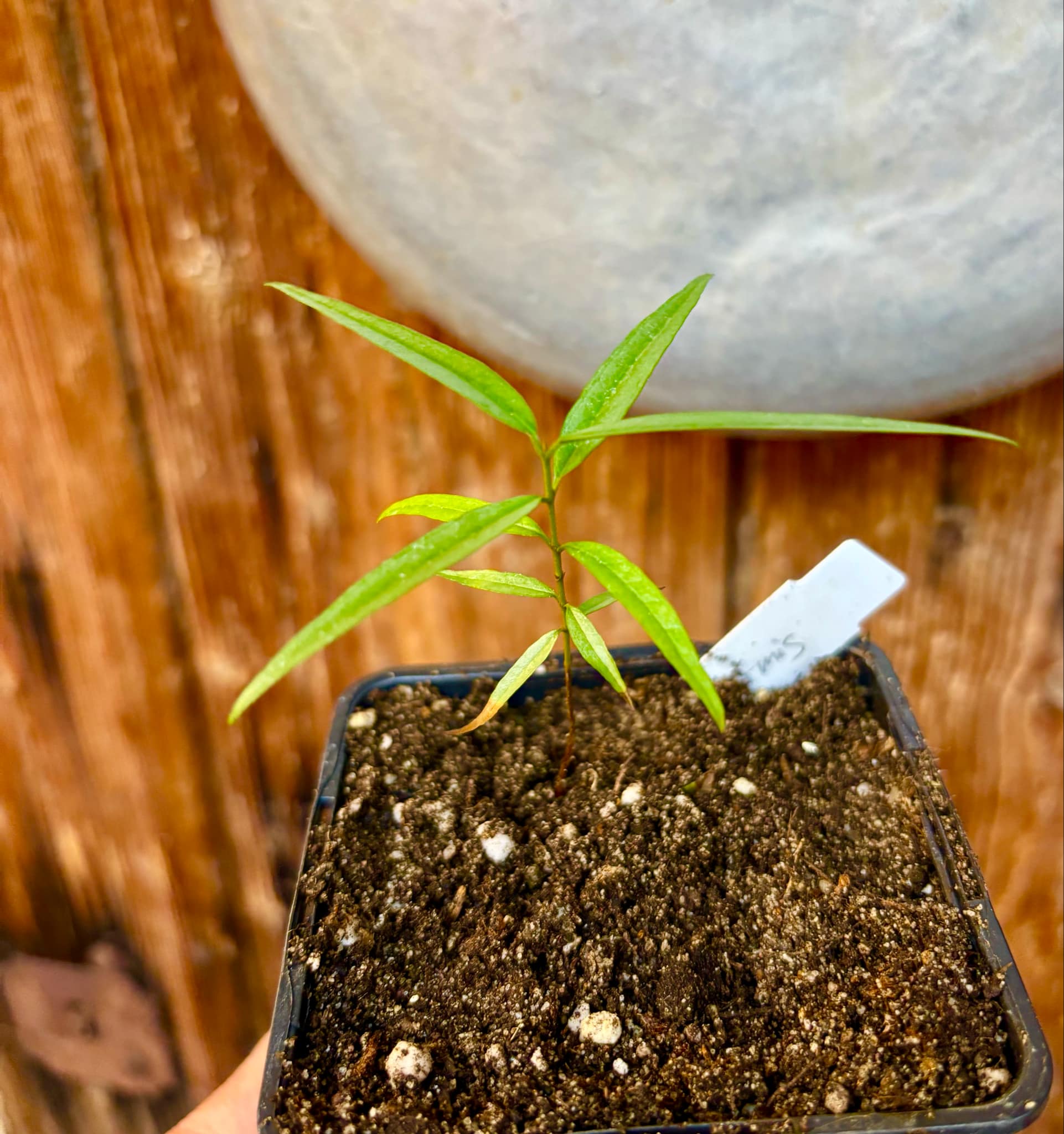 Eugenia pruniformis - Ameixa da Preta - 1 potted plant / 1 getopfte Pflanze