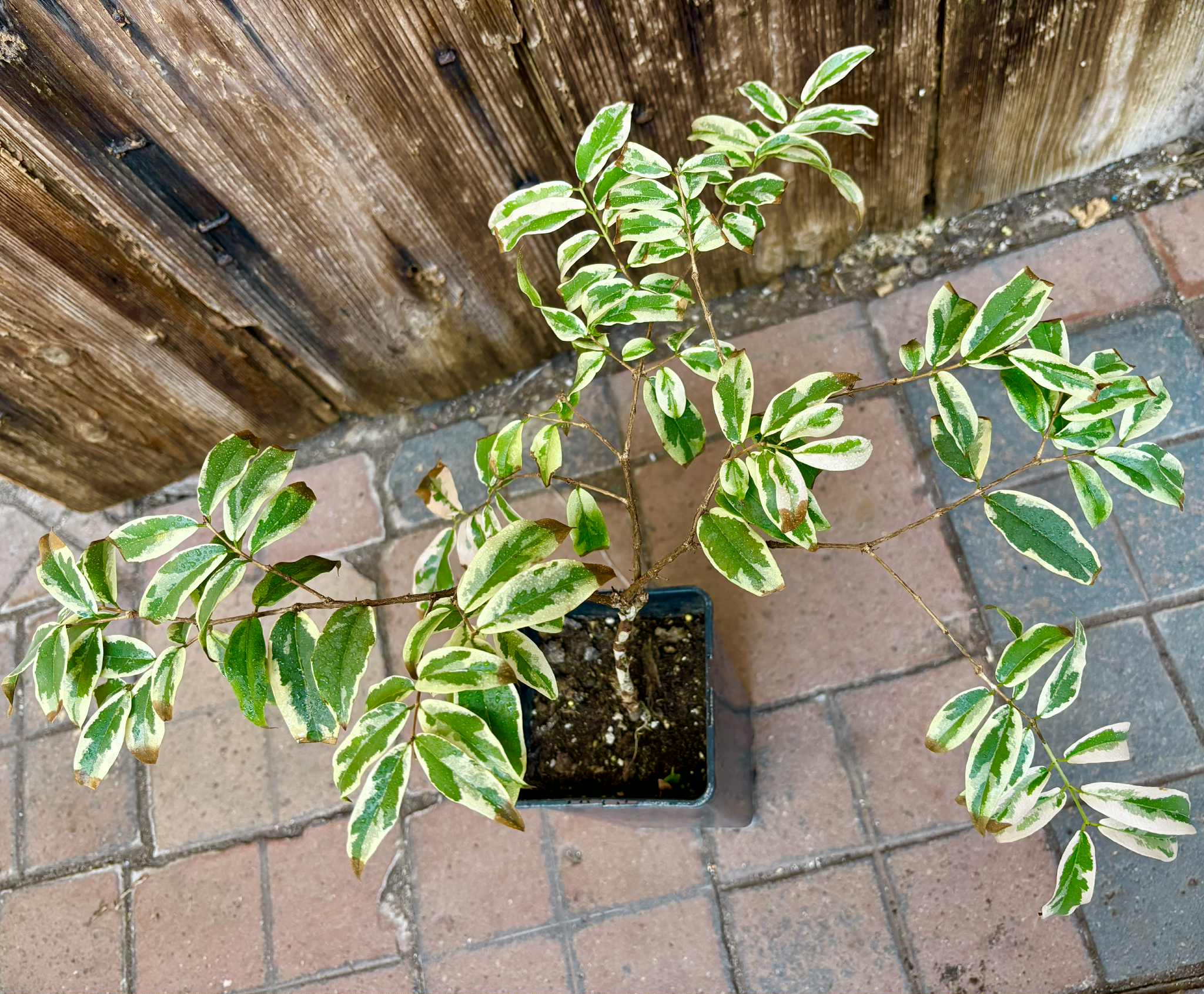 variegated Jaboticaba "Paulista" grafted -   1 potted plant / 1 getopfte Pflanze