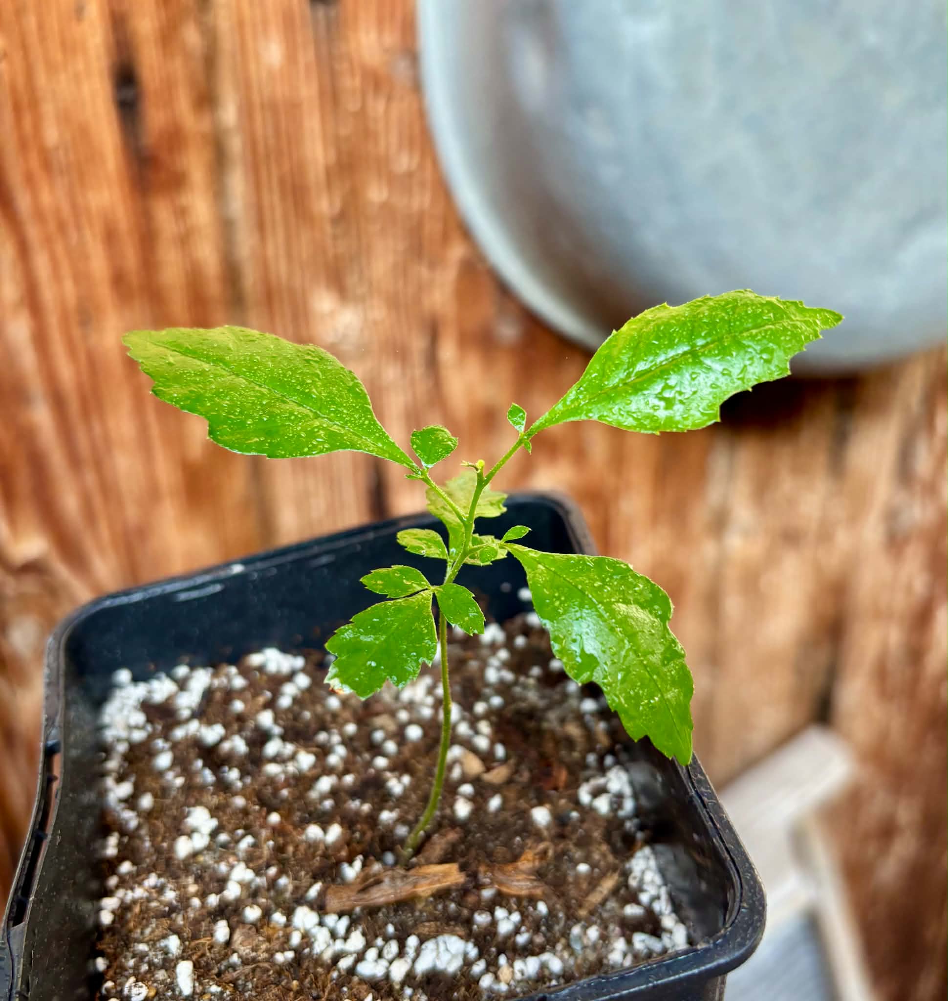 Allophylus edulis - Chal-Chal / Fruta de Pomba - 1 potted seedling / 1 getopfter Sämling