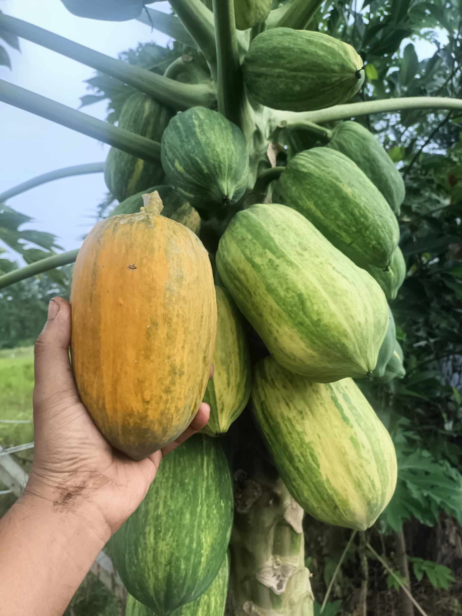 Variegated Papaya (Carica papaya) - 1 fresh seed / 1 frischer Samen