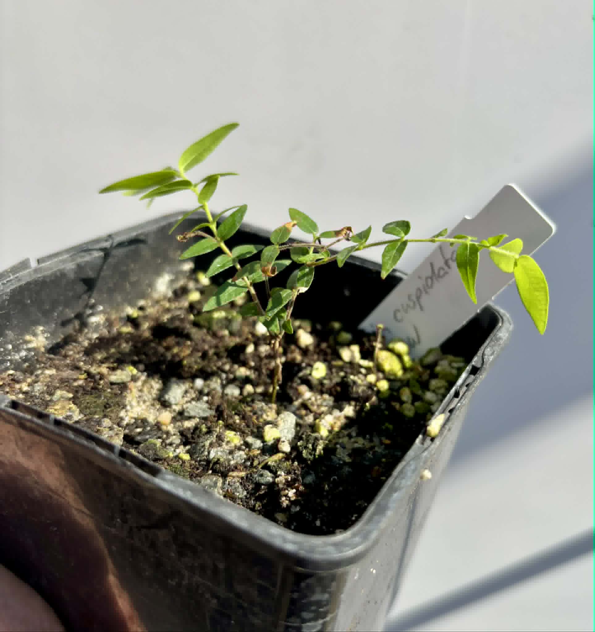 Myrciaria cuspidata YELLOW - 1 potted plant / 1 getopfte Pflanze