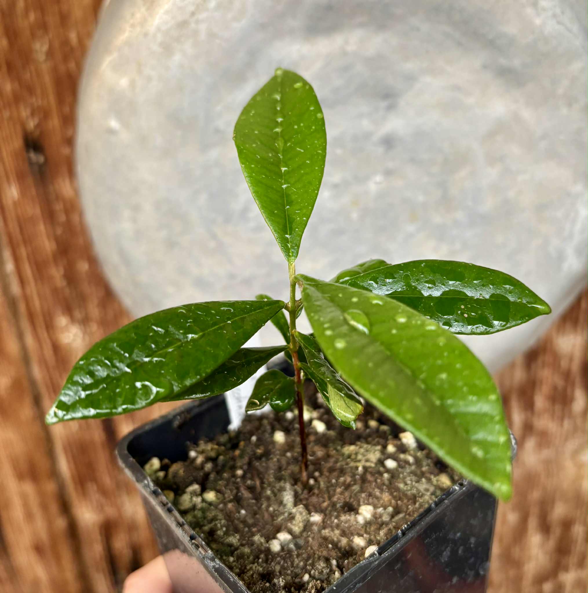 Myrcia luschnathiana -  1 potted seedling / 1 getopfter Sämling