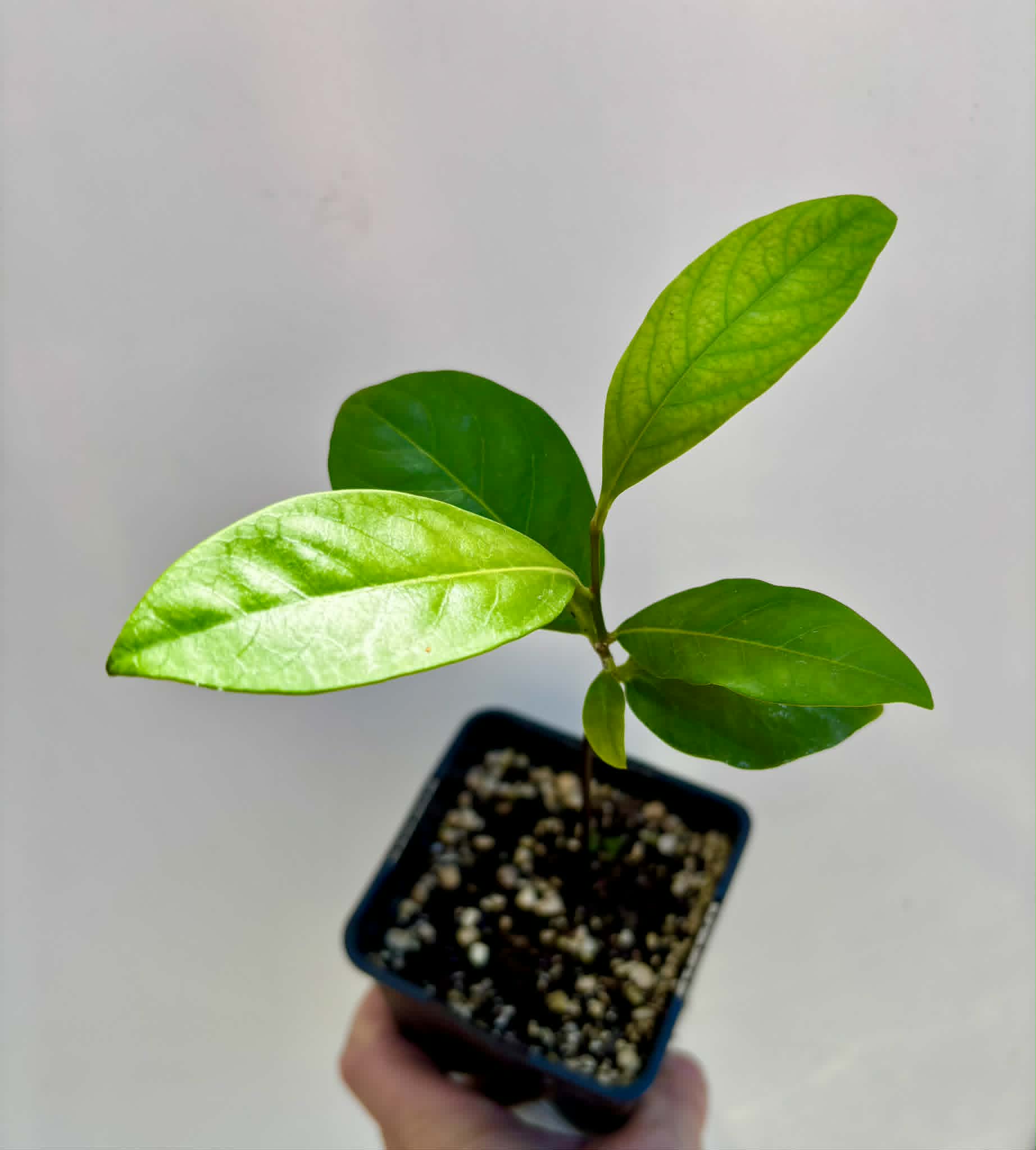 Diospyros nigra - Black Sapote var. Bernecker - 1 potted seedling / 1 getopfter Sämling