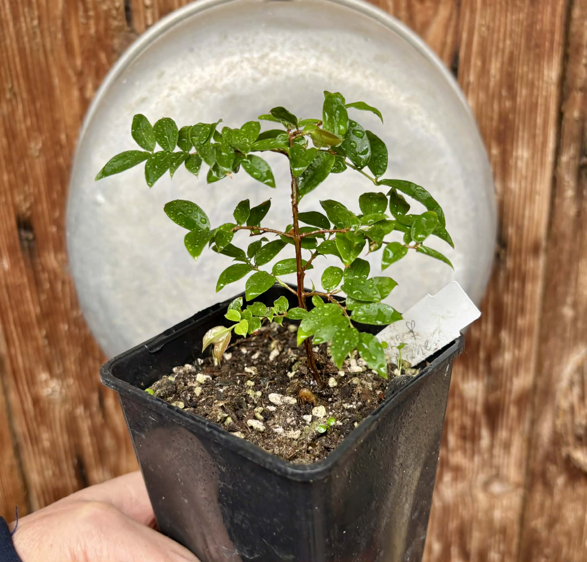 Jaboticaba - Plinia sp Esarme -  1 potted plant / 1 getopfte Pflanze
