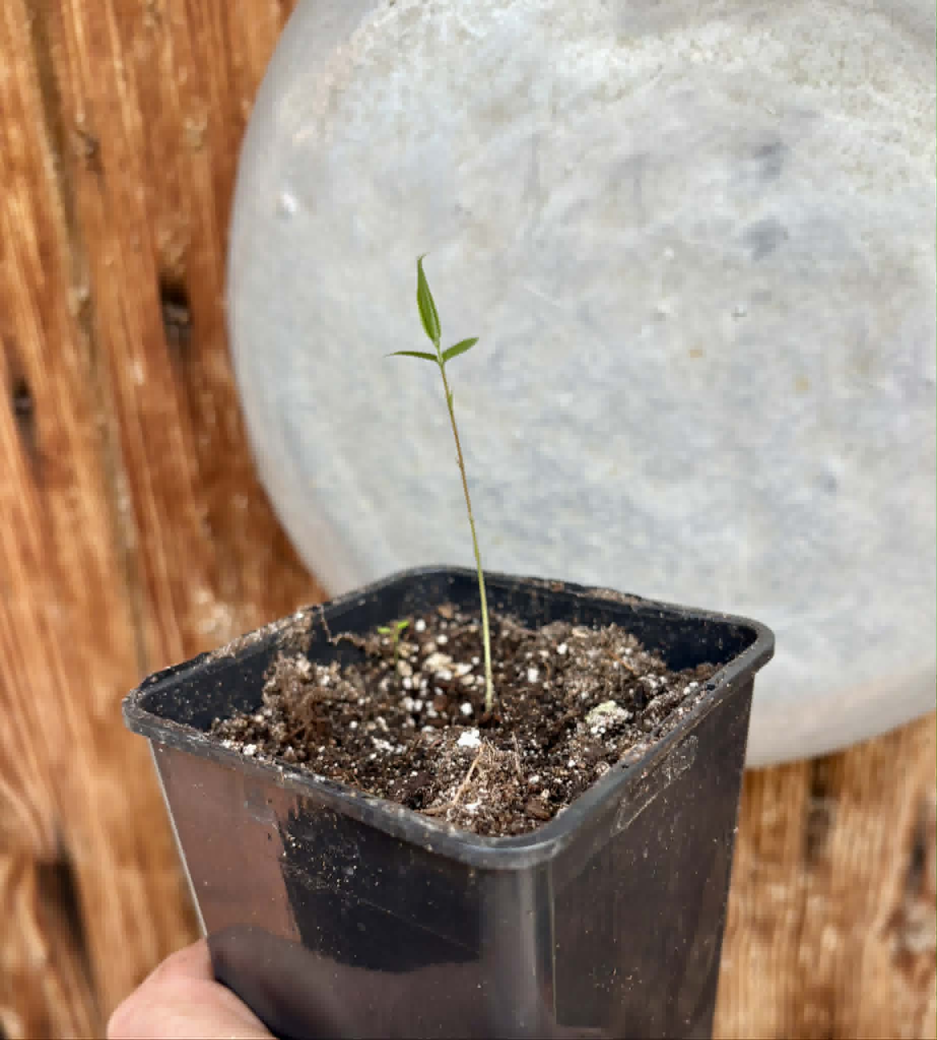 Jabuticaba Peluda-de-Alagoas (Plinia sp Grimal) -  1 potted seedling / 1 getopfter Sämling