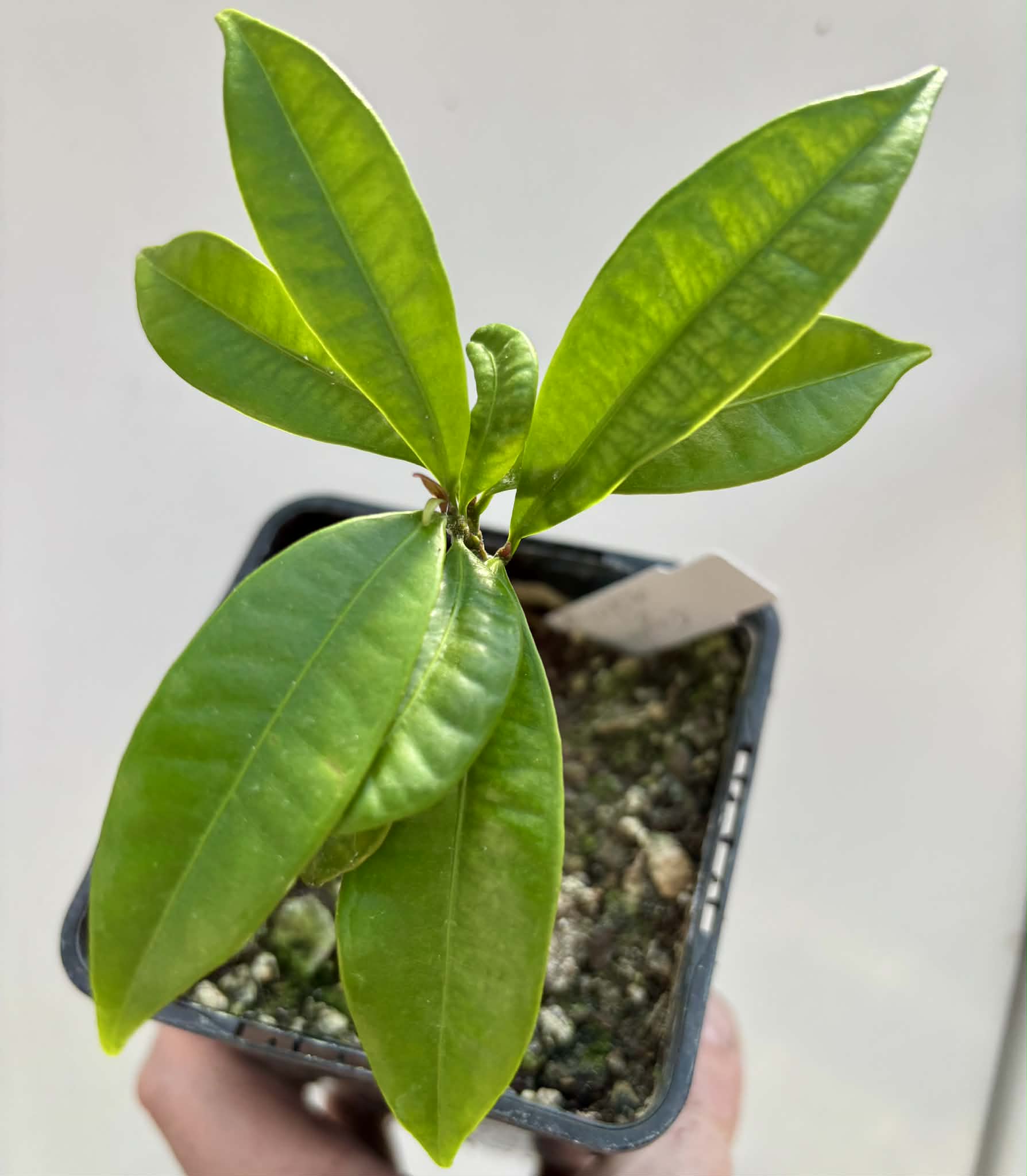 Baguaçu (Eugenia astringens) - 1 potted plant / 1 getopfte Pflanze