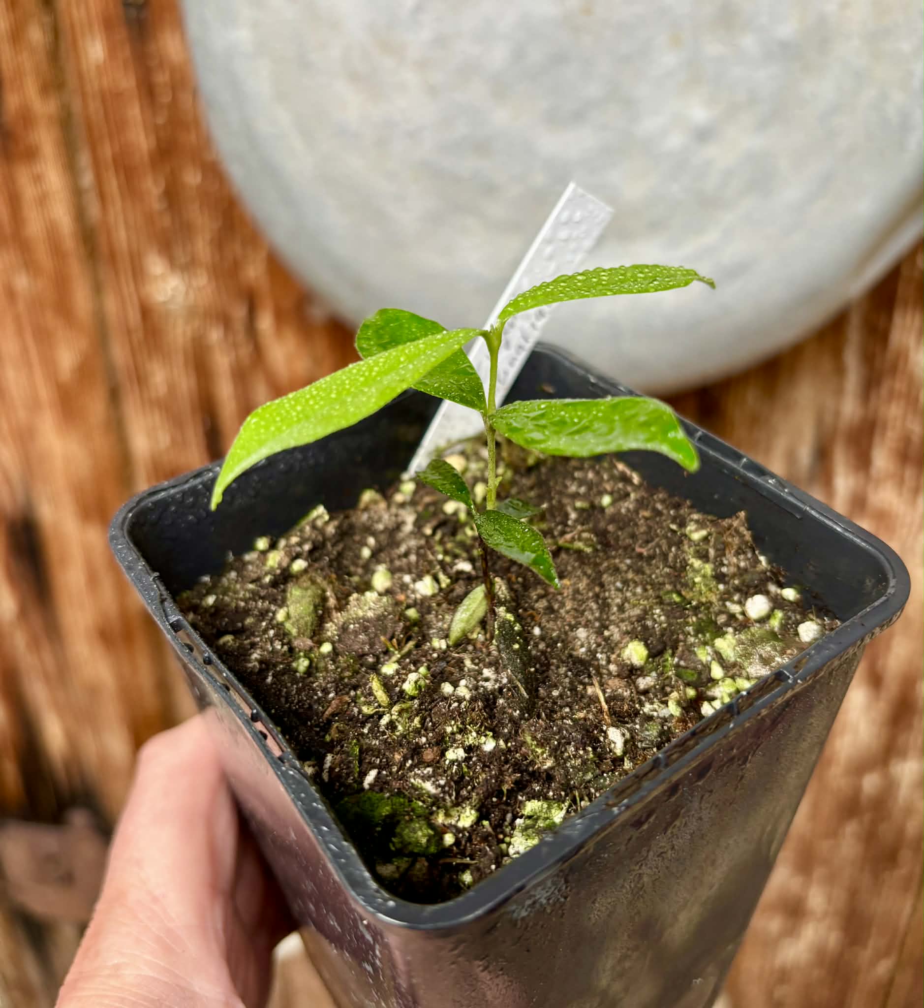 Pitomba (Eugenia luschnathiana) - 1 potted plant / 1 getopfte Pflanze