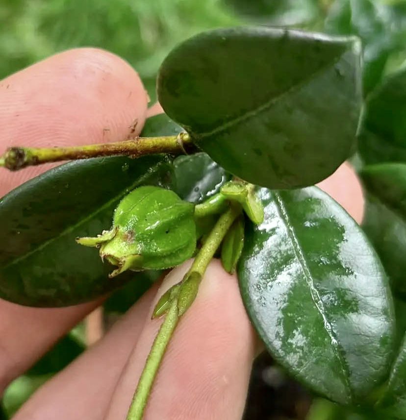 Pitangatuba (Eugenia selloi)  - 1 potted plant / 1 getopfte Pflanze