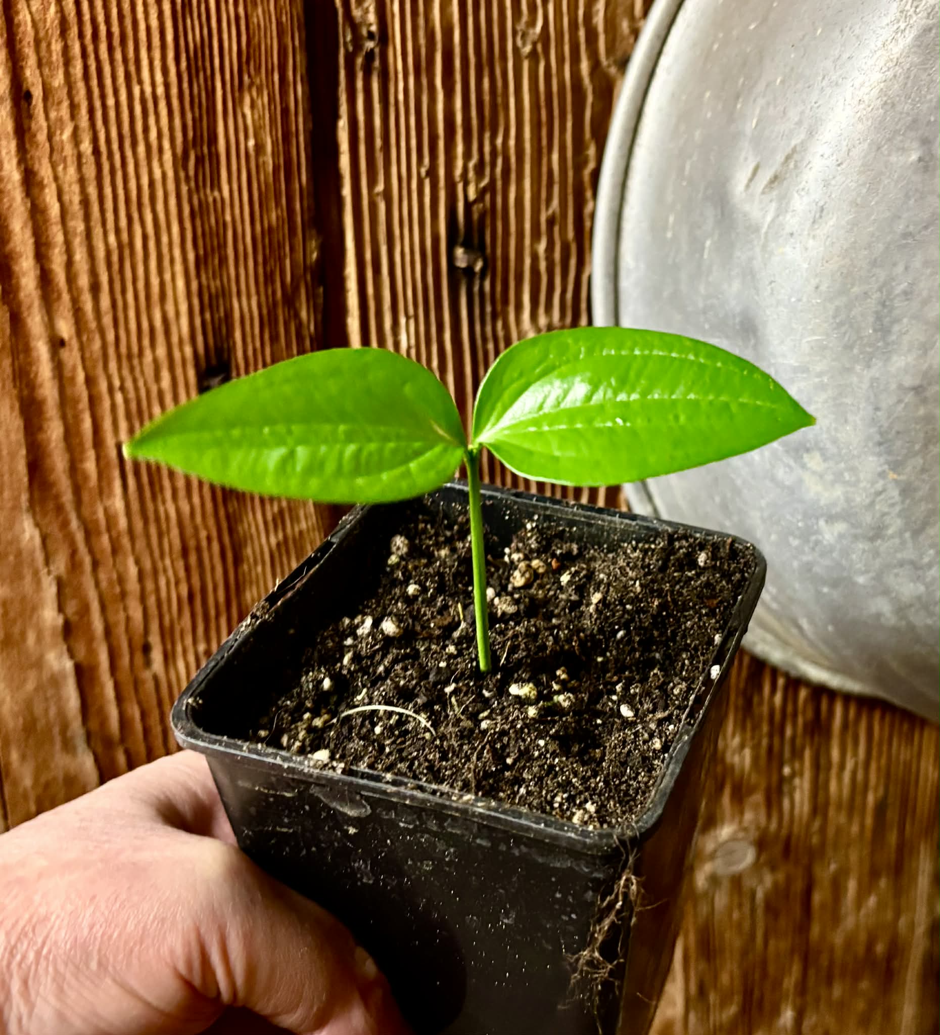 Dulacia sp. Cafe doce  -  1 potted seedling / 1 getopfter Sämling