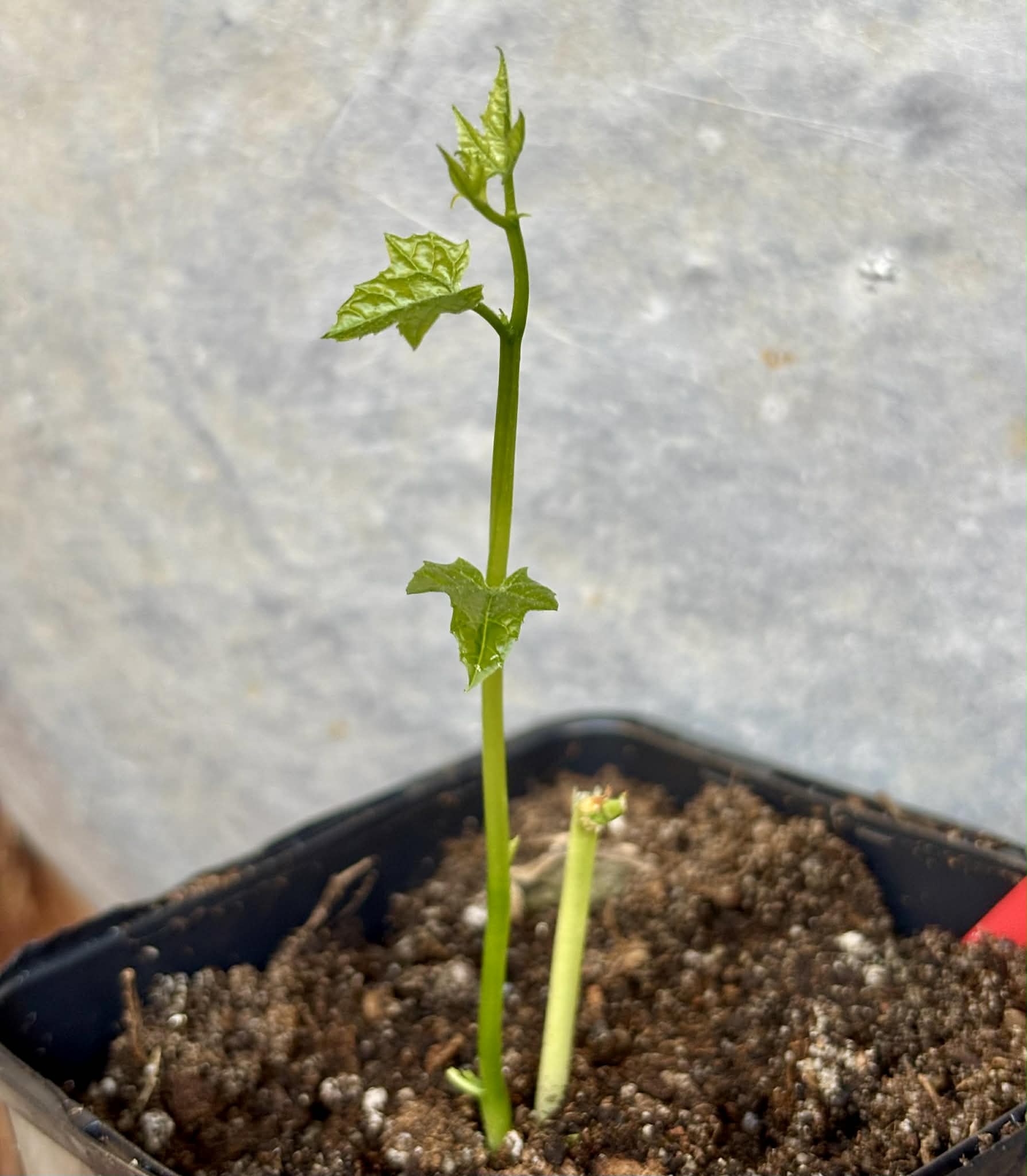 Momordica cochinchinensis - Gac fruit - 1 potted plant / 1 getopfte Pflanze