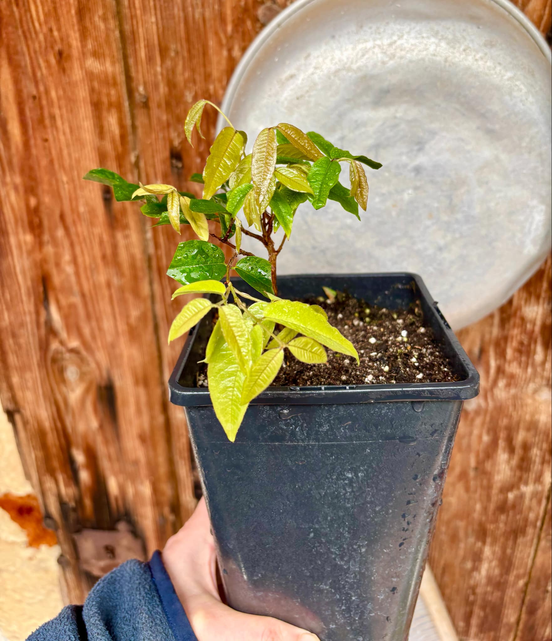 Plinia aureana var. Branca Mel - 1 potted plant / 1 getopfte Pflanze
