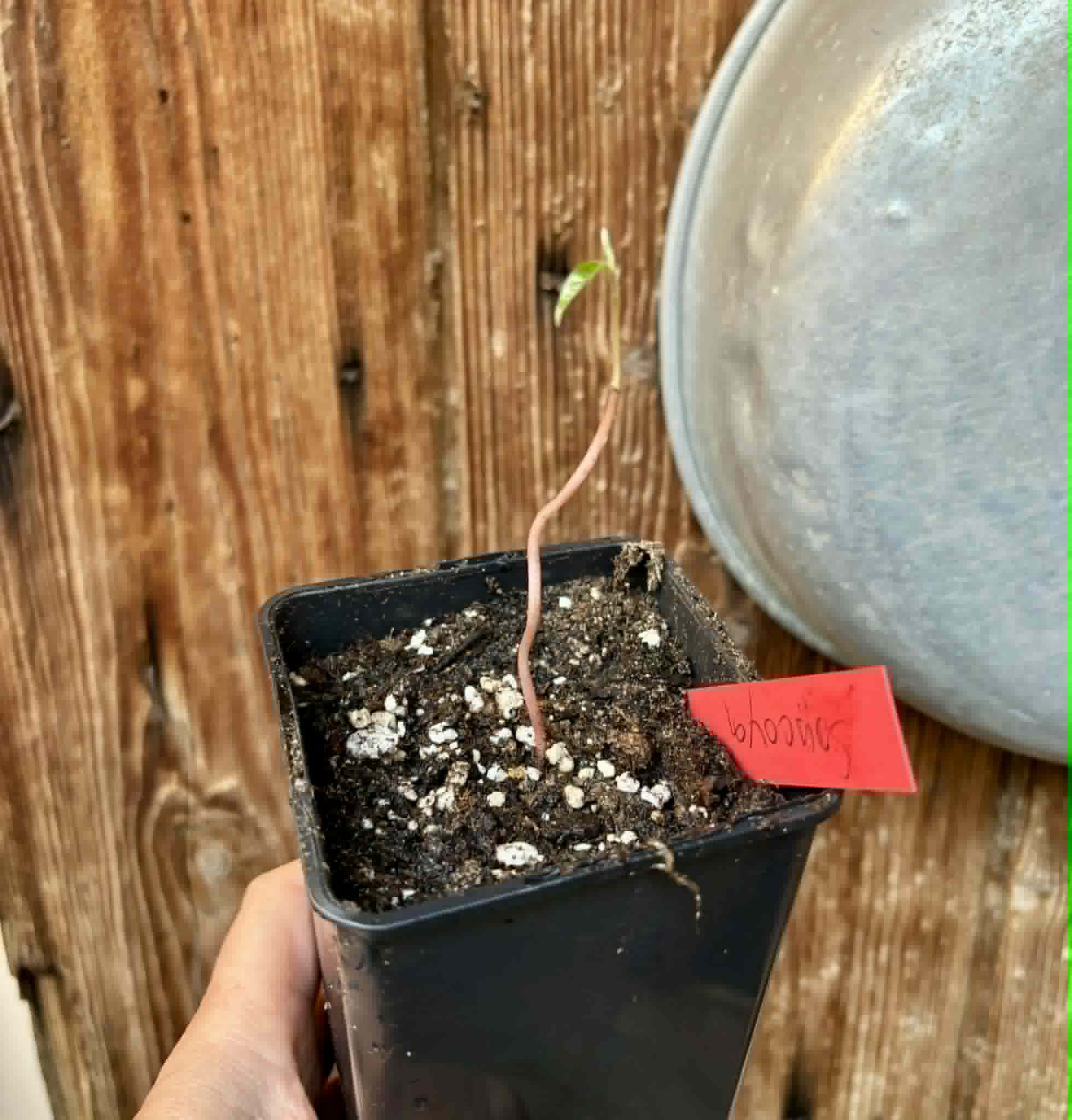 Annona purpurea - Soncoya - 1 potted plant / 1 getopfte Pflanze