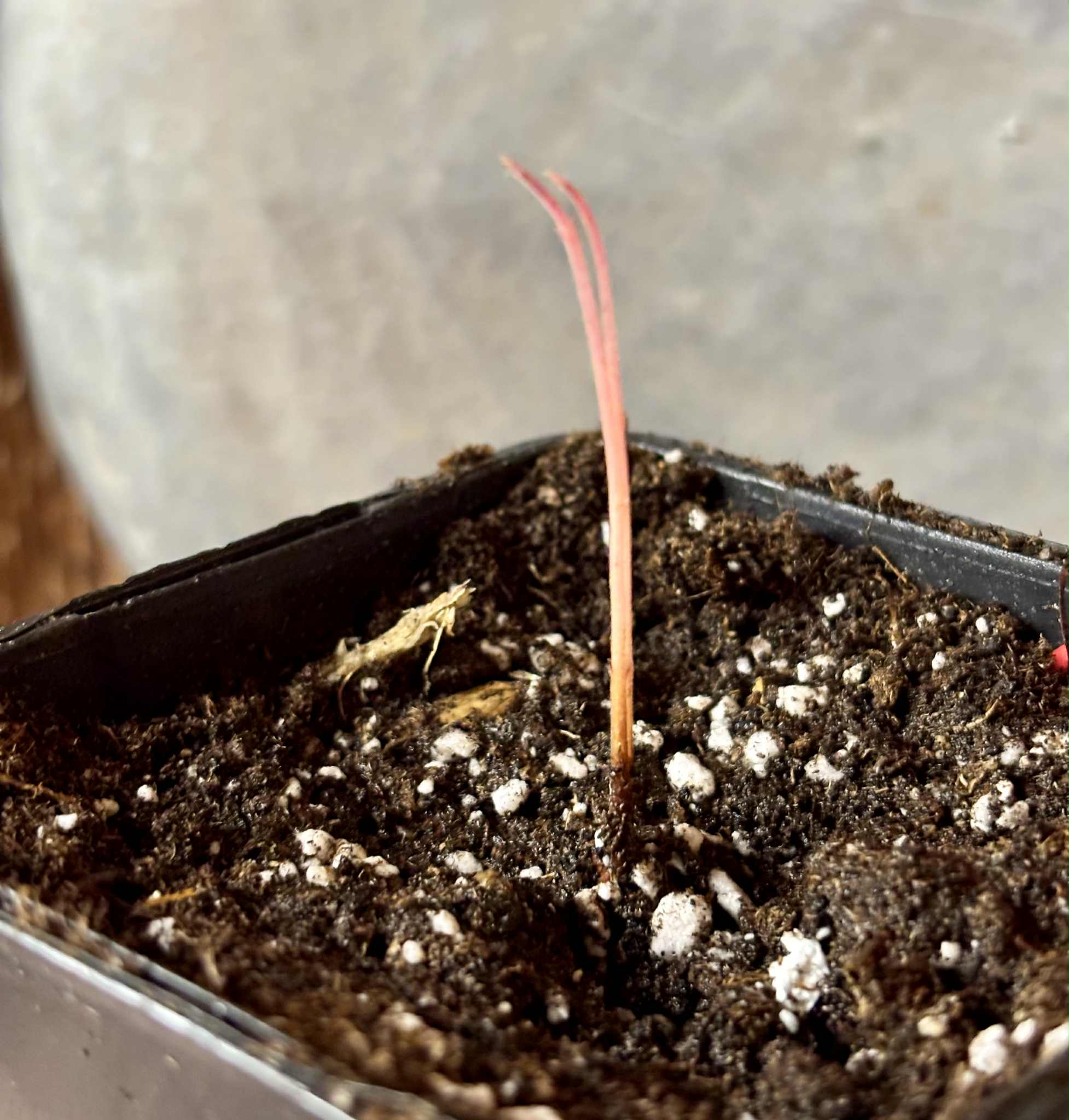 Myrciaria sp Jaboticaba - 1 potted seedling / 1 getopfter Sämling