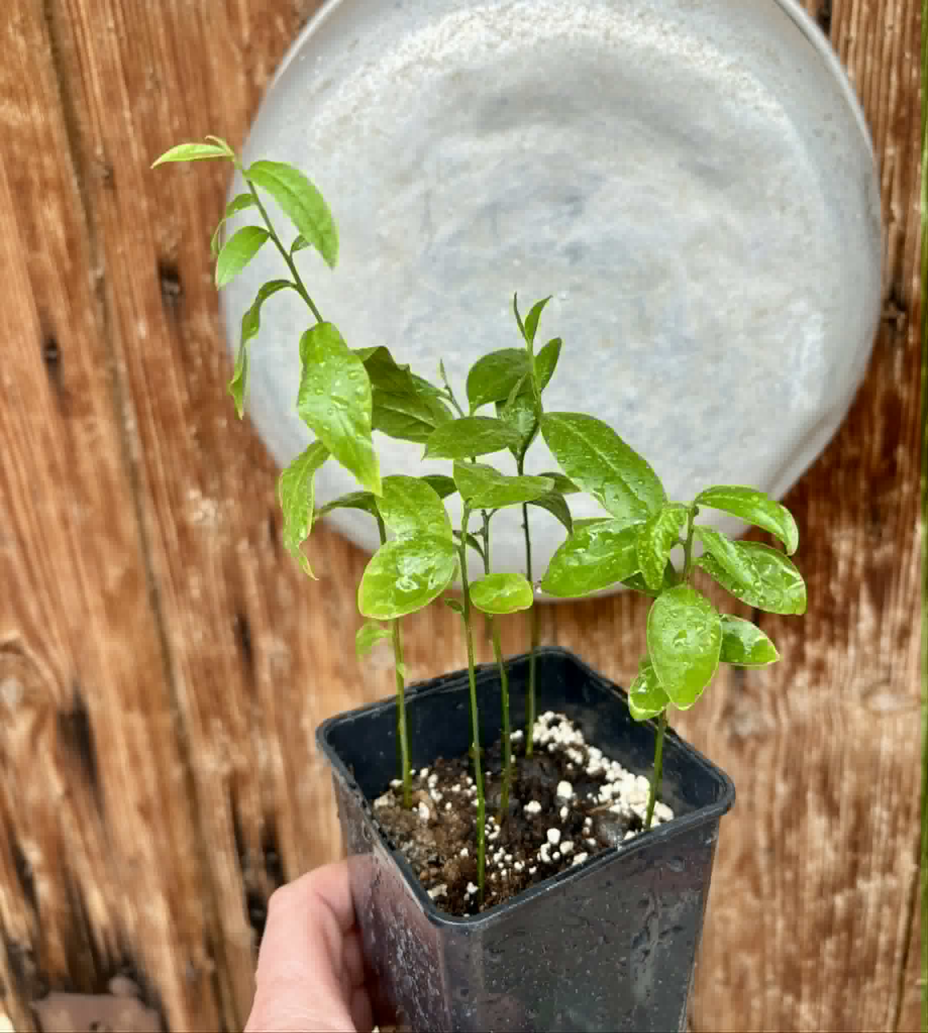 5 in 1 pot - Ximenia americana - Ameixa da Caatinga - 5 seedlings in one pot / 5 Sämlinge in einem Topf