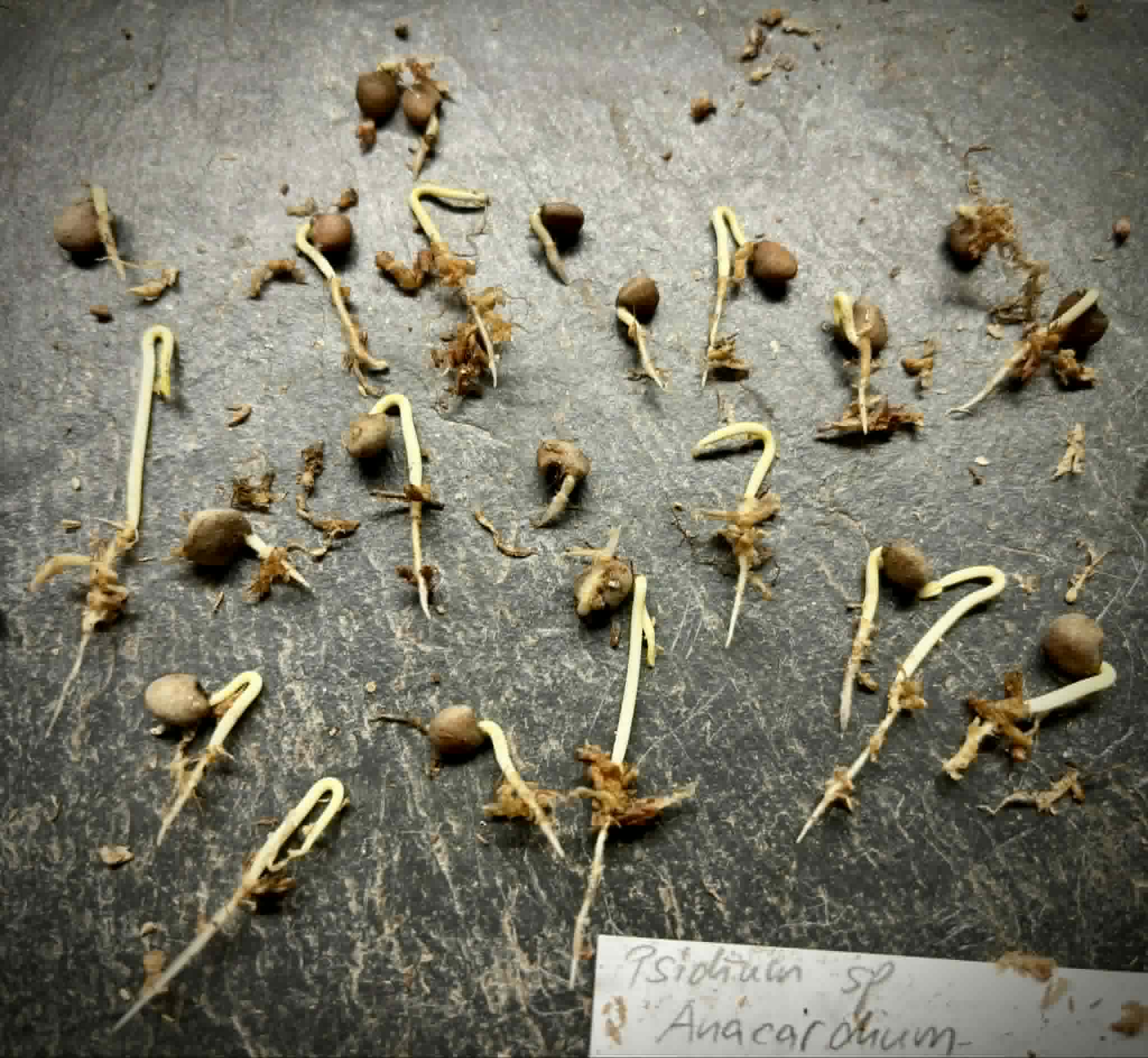 Psidium sp Anacardium -  1 germinated seed / 1 gekeimter Samen