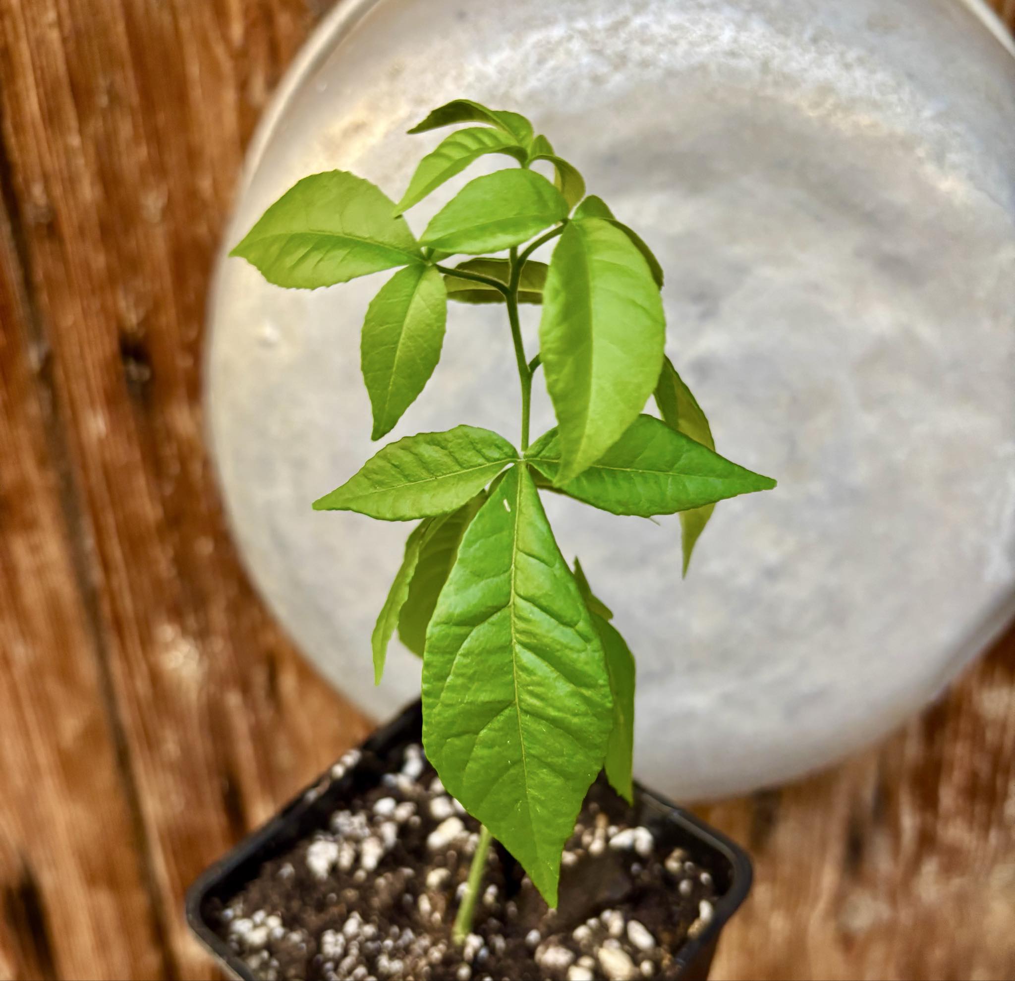 White Sapote var PIKE (Casimiroa edulis) - 1 potted seedling - 1 getopfter Sämling 