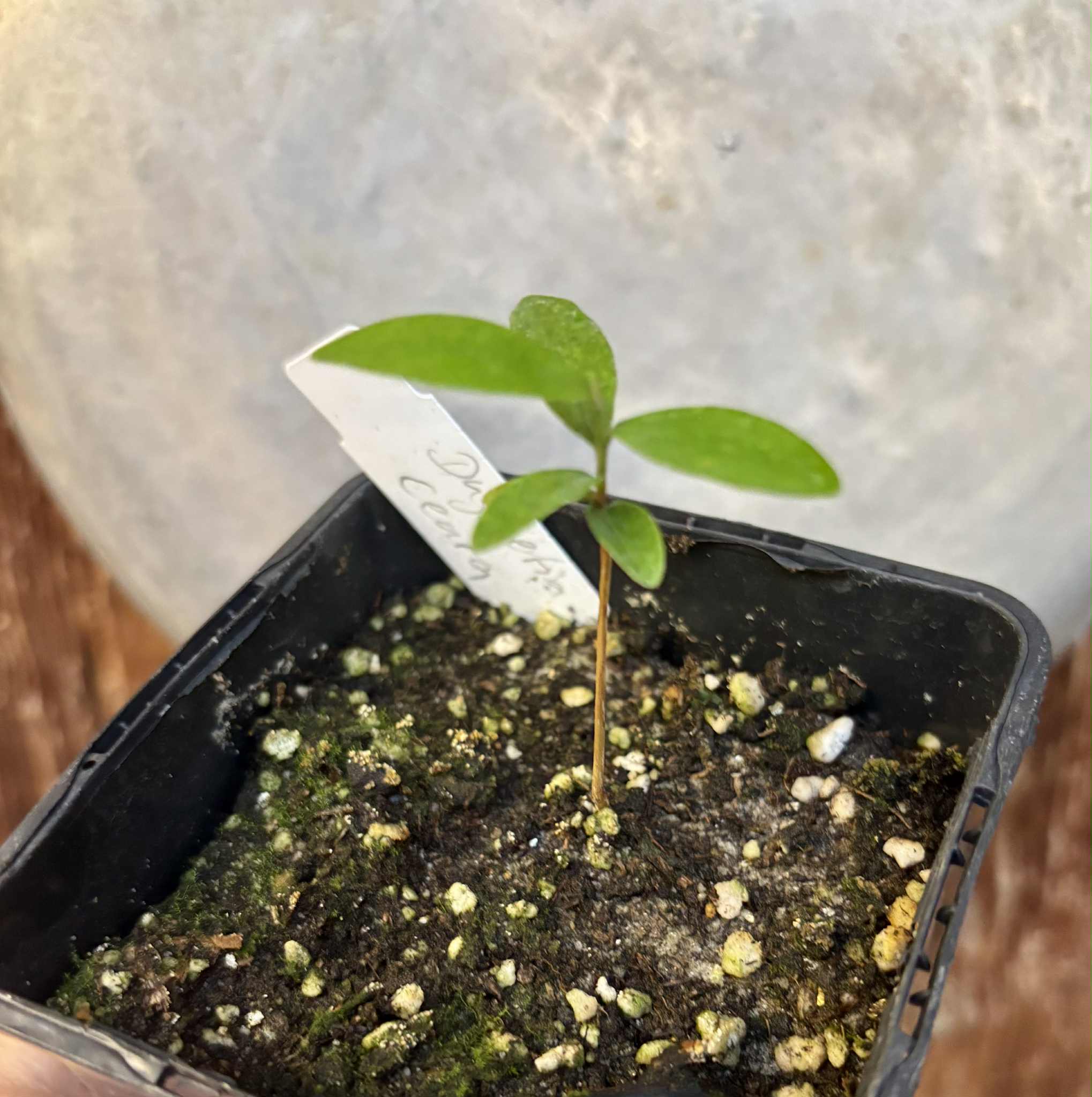 Duguetia sp Ceara - 1 small potted seedling / 1 kleiner, getopfter Sämling Duguetia sp Ceara - 1 small potted seedling / 1 kleiner, getopfter Sämling