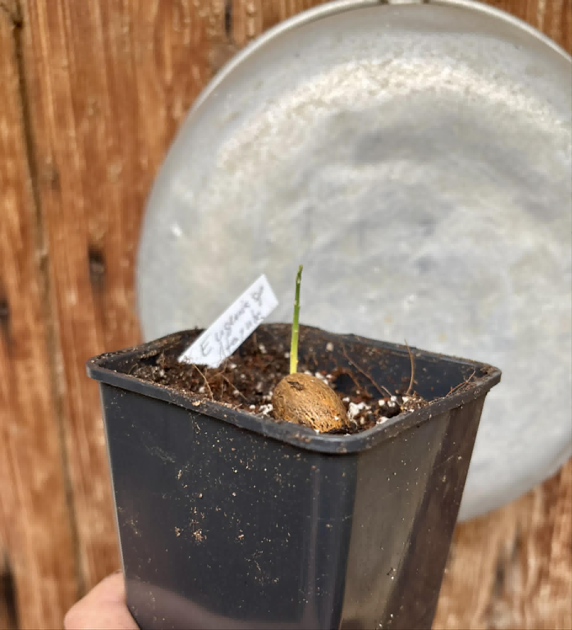 Eugenia sp Itayuba - 1 potted seedling / 1 getopfter Sämling