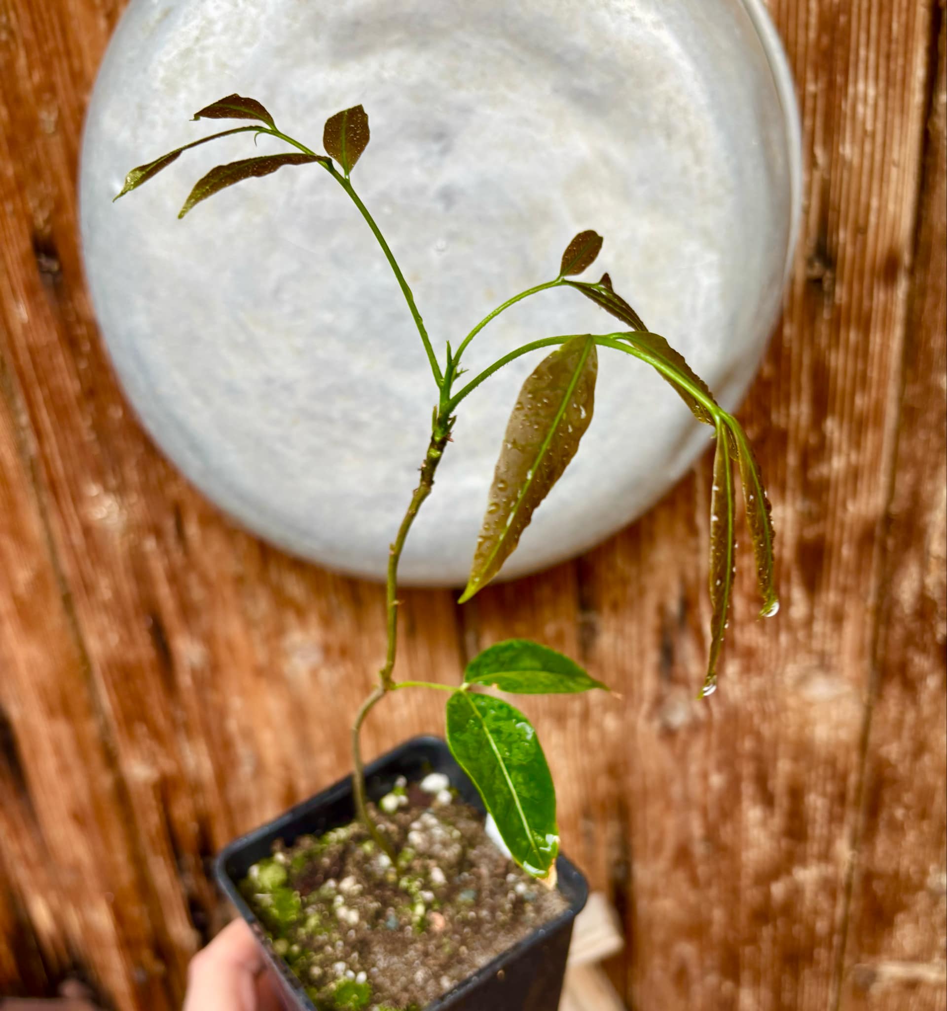 Talisia esculenta - Pitomba do Nordeste - 1 potted plant / 1 getopfte Pflanze