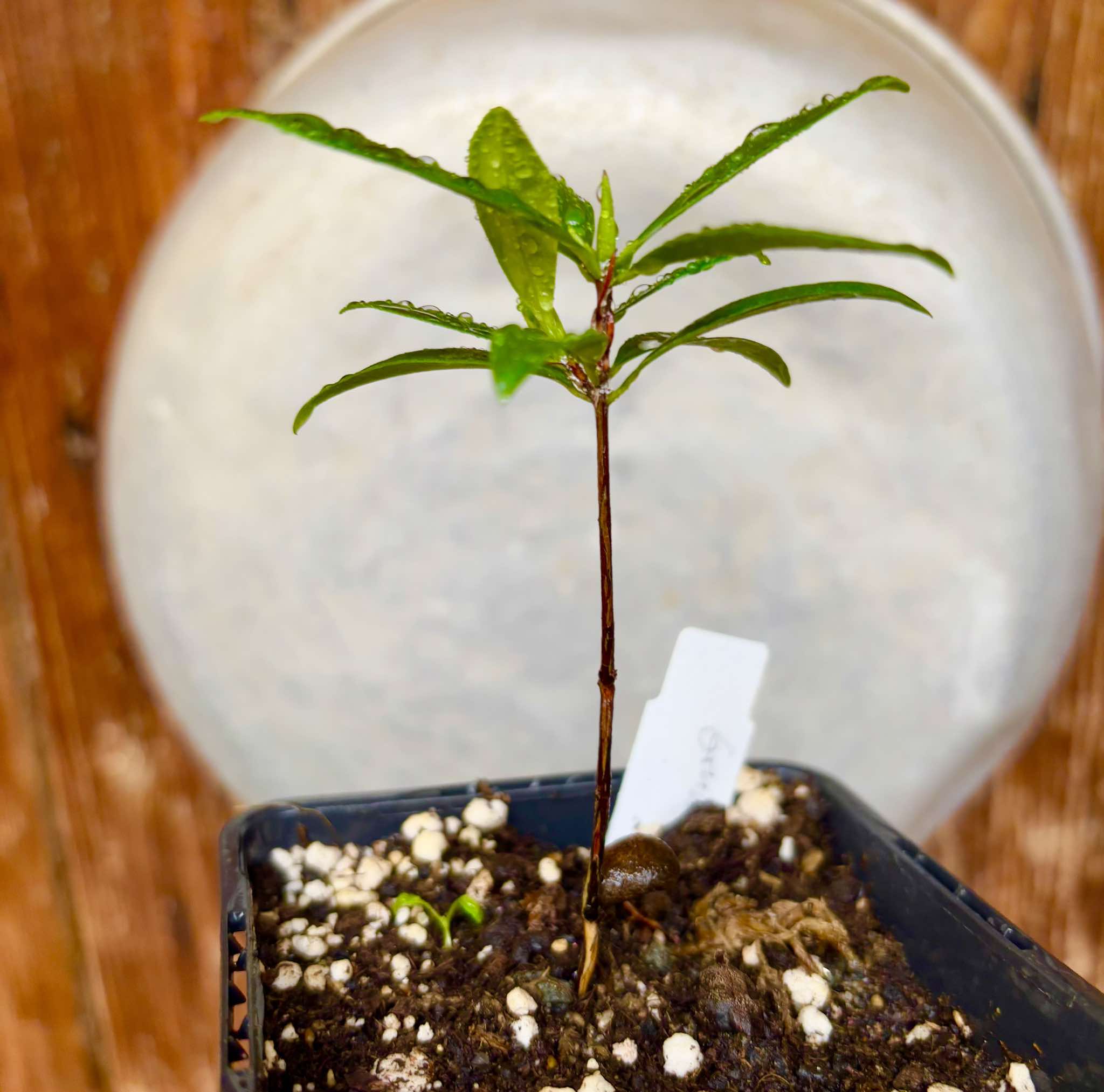 Grumixama (Eugenia brasiliensis) - 1 potted plant / 1 getopfte Pflanze
