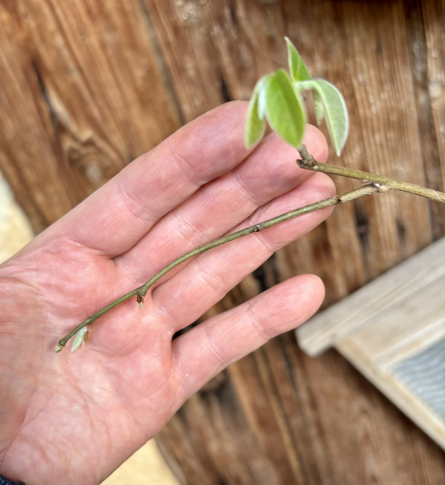 grafted - Cherimoya var. Fino de Jete (Annona cherimola) - 1 potted plant / 1 getopfte Pflanze
