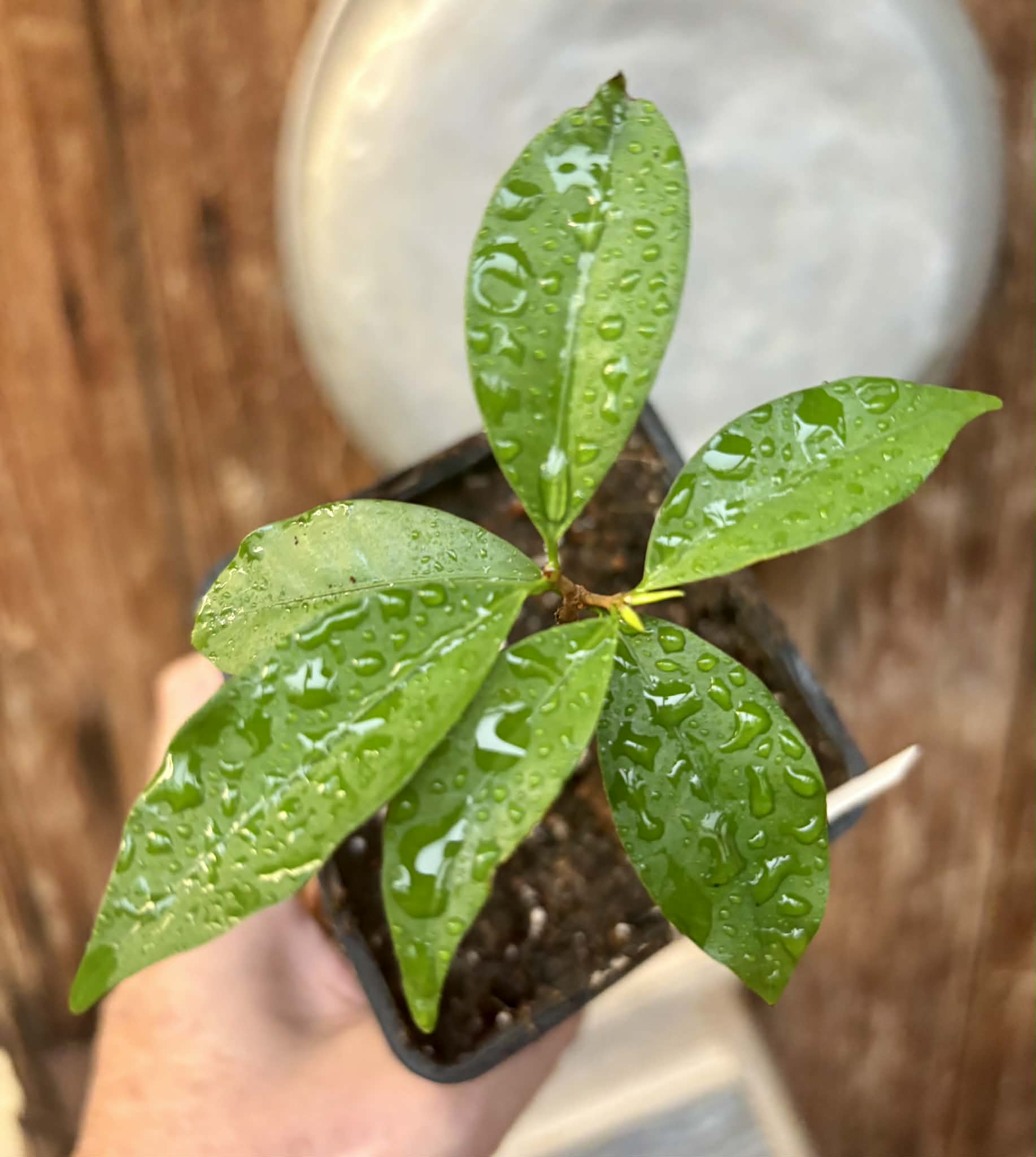 only 1 available - Eugenia neoverucosa - 1 potted seedling / 1 getopfter Sämling