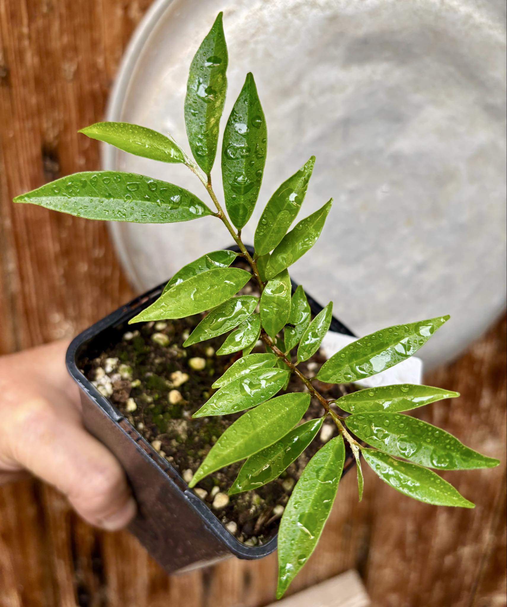 Chrysophyllum arenarium - Ameixa do Nordeste - 1 potted plant / 1 getopfte Pflanze