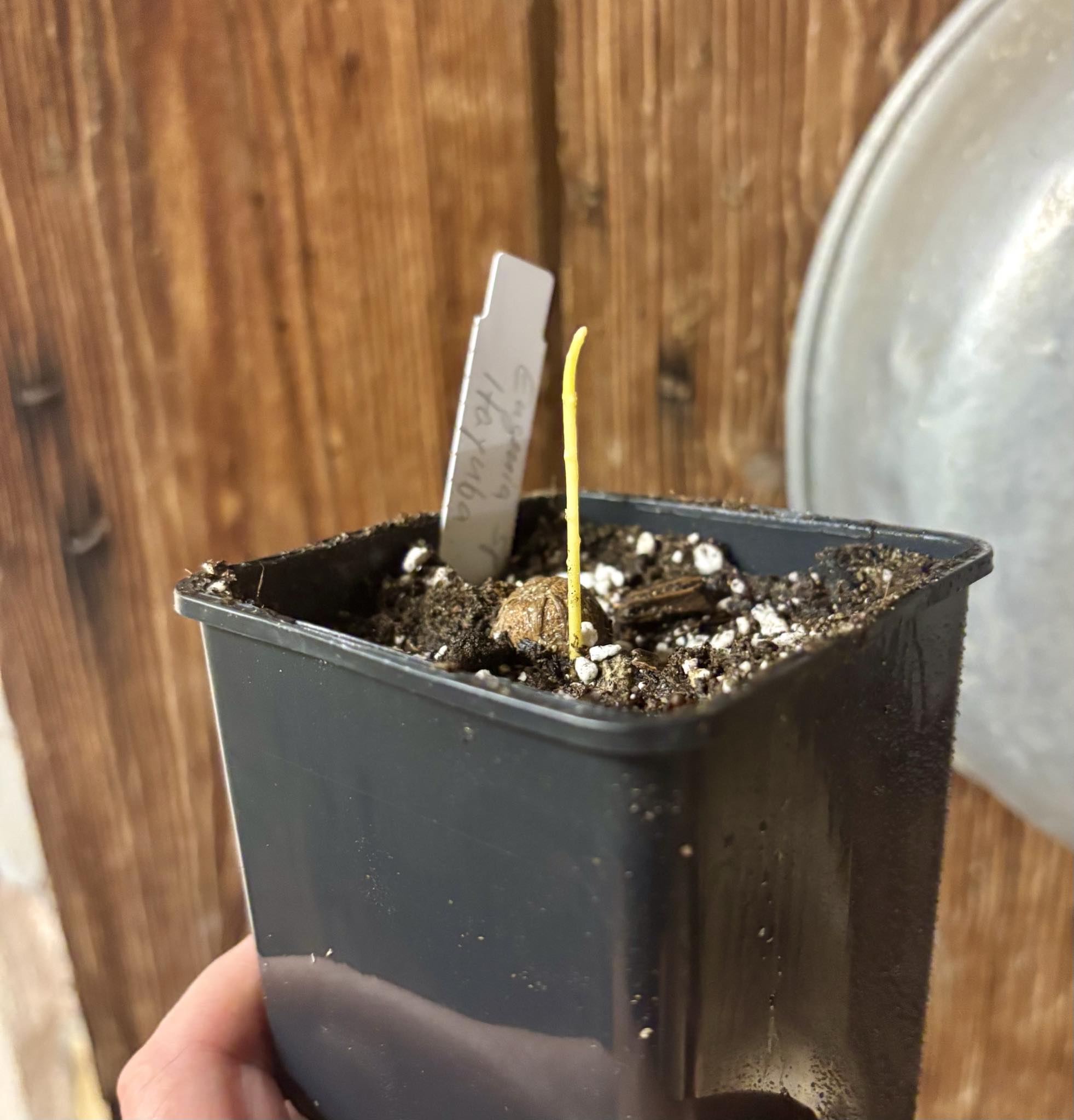 Eugenia sp Itayuba - 1 potted seedling / 1 getopfter Sämling