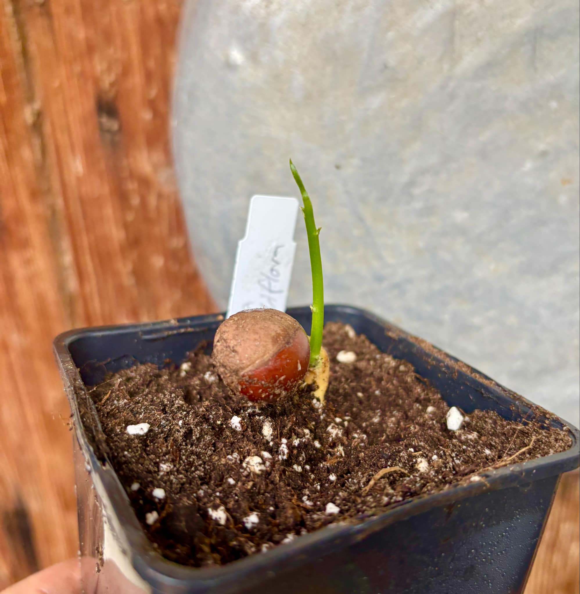 Pouteria grandiflora - 1 small potted seedling / 1 kleiner, getopfter Sämling