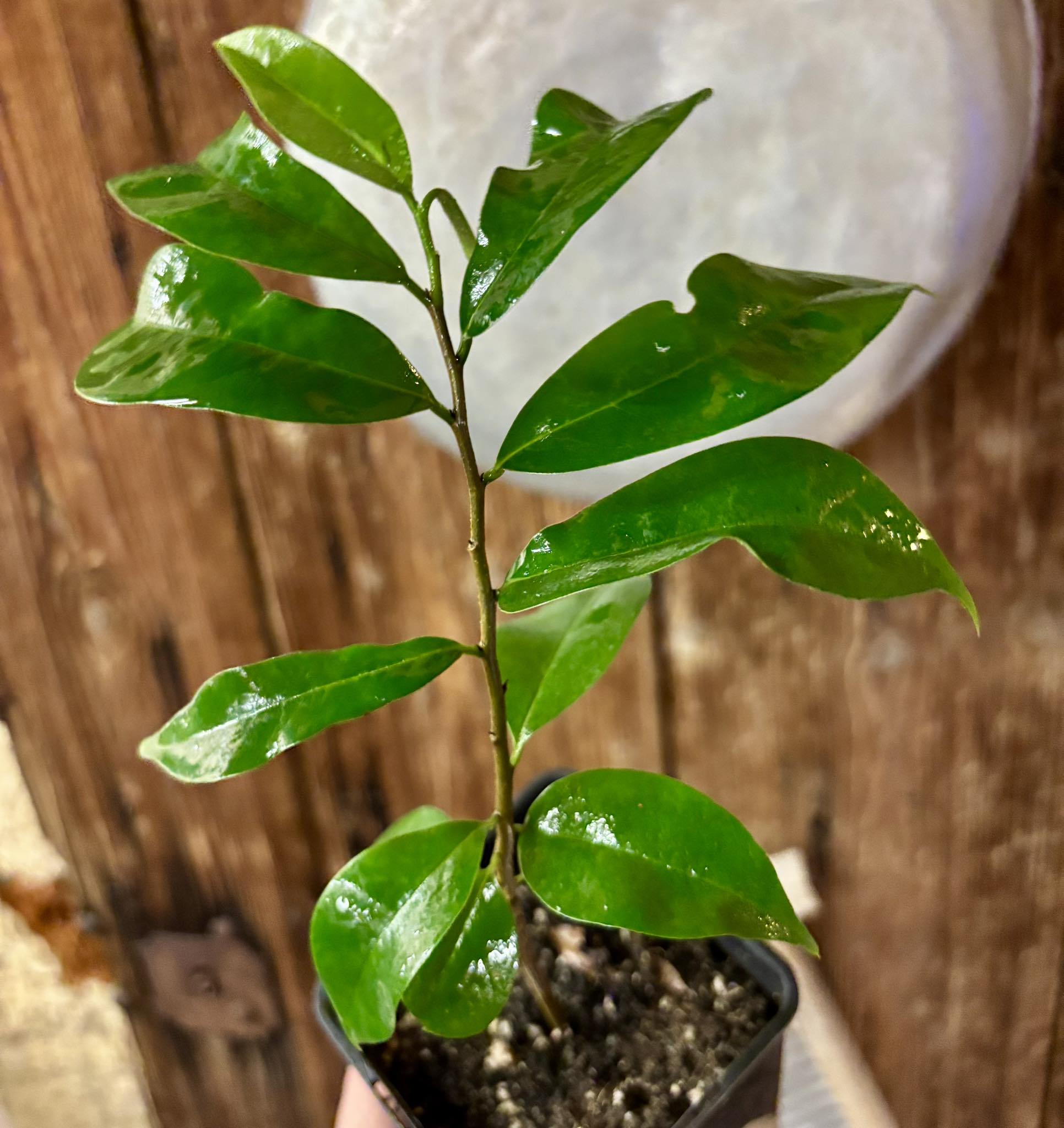 Annona muricata - Soursop / Stachelannone fiberless - 1 potted plant / 1 getopfte Pflanze