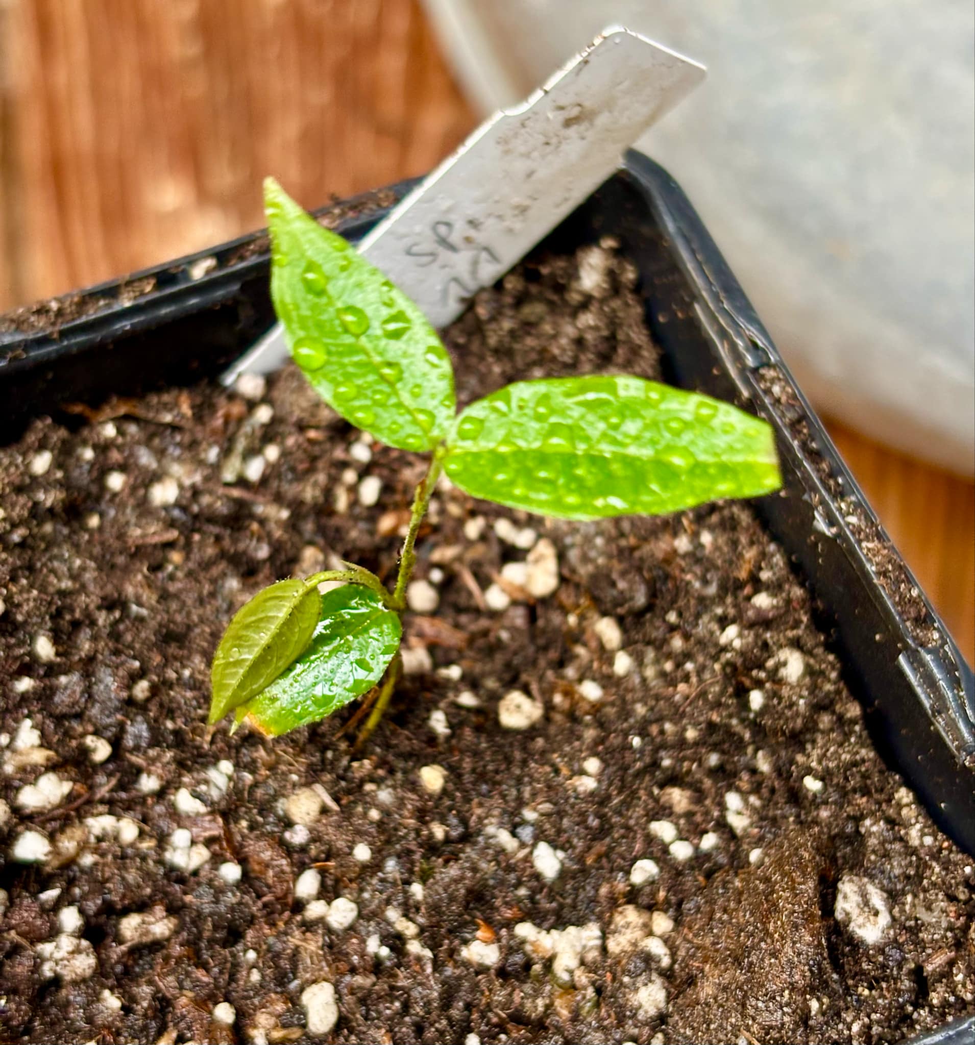 Plinia sp T11 - Red Hybrid x Phitrantha Rosa - 1 small potted seedling / 1 kleiner, getopfter Sämling Plinia sp T11 - Red Hybrid x Phitrantha Rosa - 1 small potted seedling / 1 kleiner, getopfter Sämling