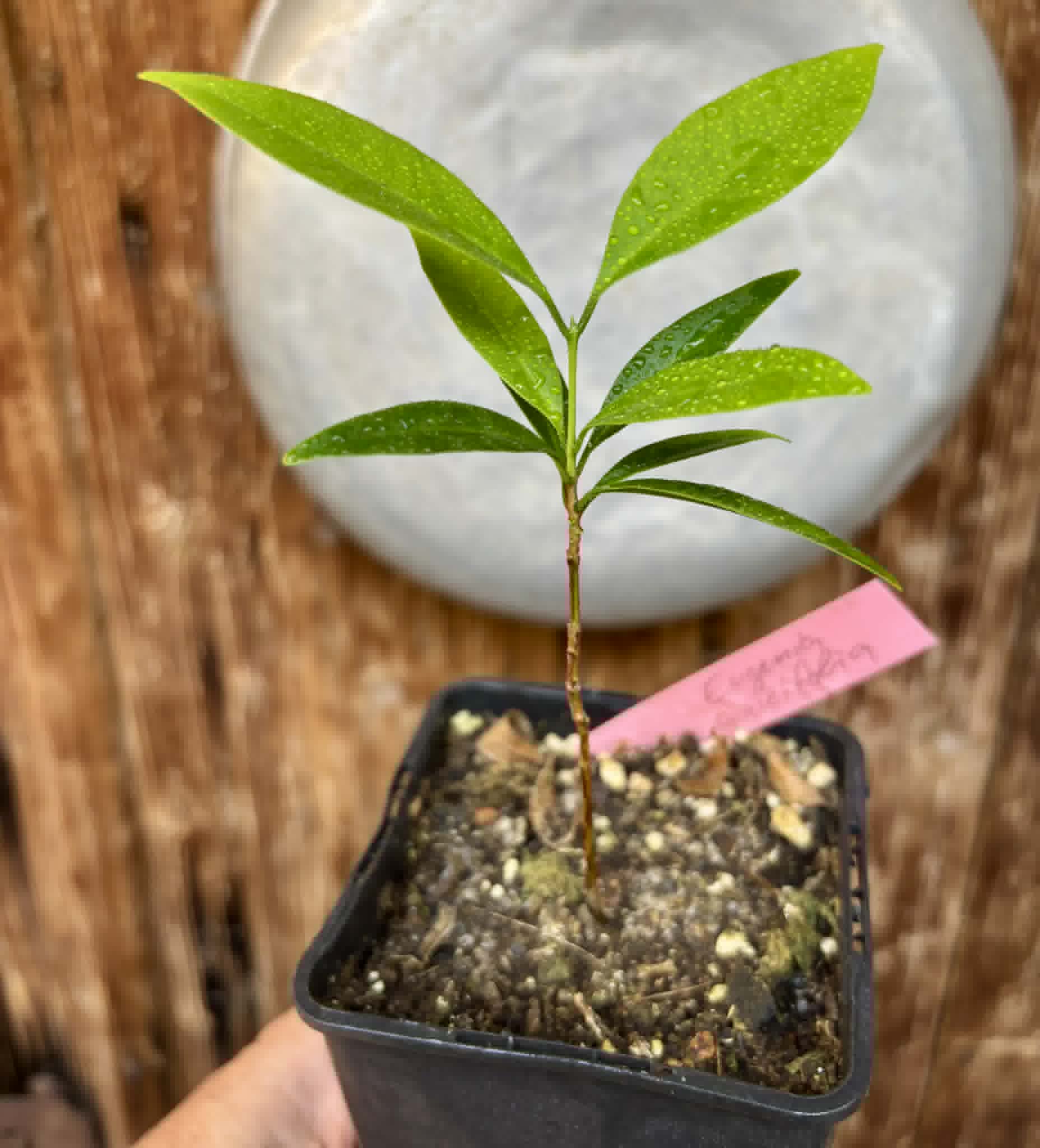 Eugenia punicifolia - 1 potted plant / 1 getopfte Pflanze