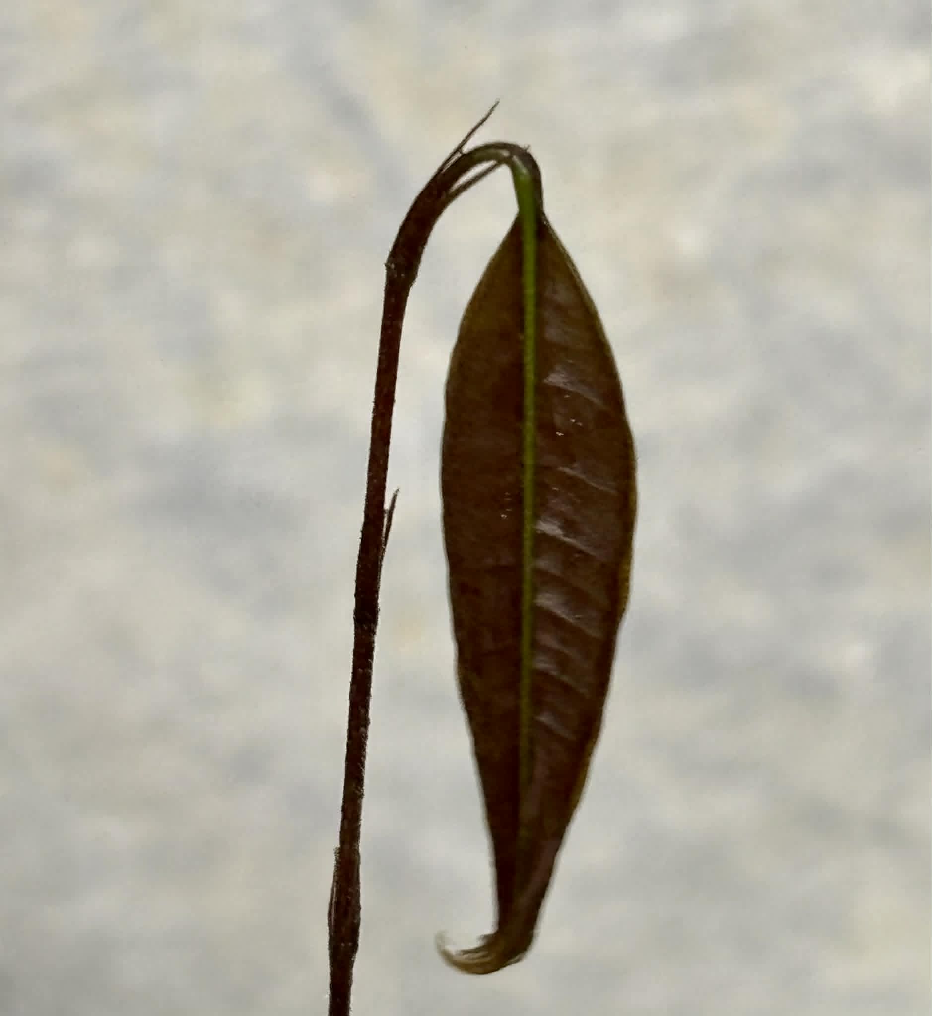 Plinia sp Cambuca vermelha -  1 potted seedling / 1 getopfter Sämling