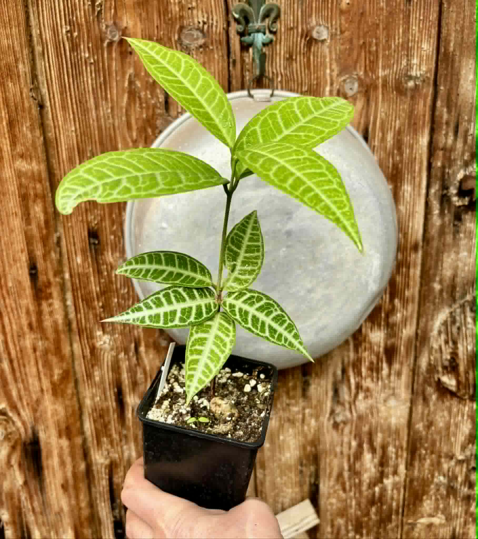 Eugenia sp Labisia -  1 potted plant / 1 getopfte Pflanze